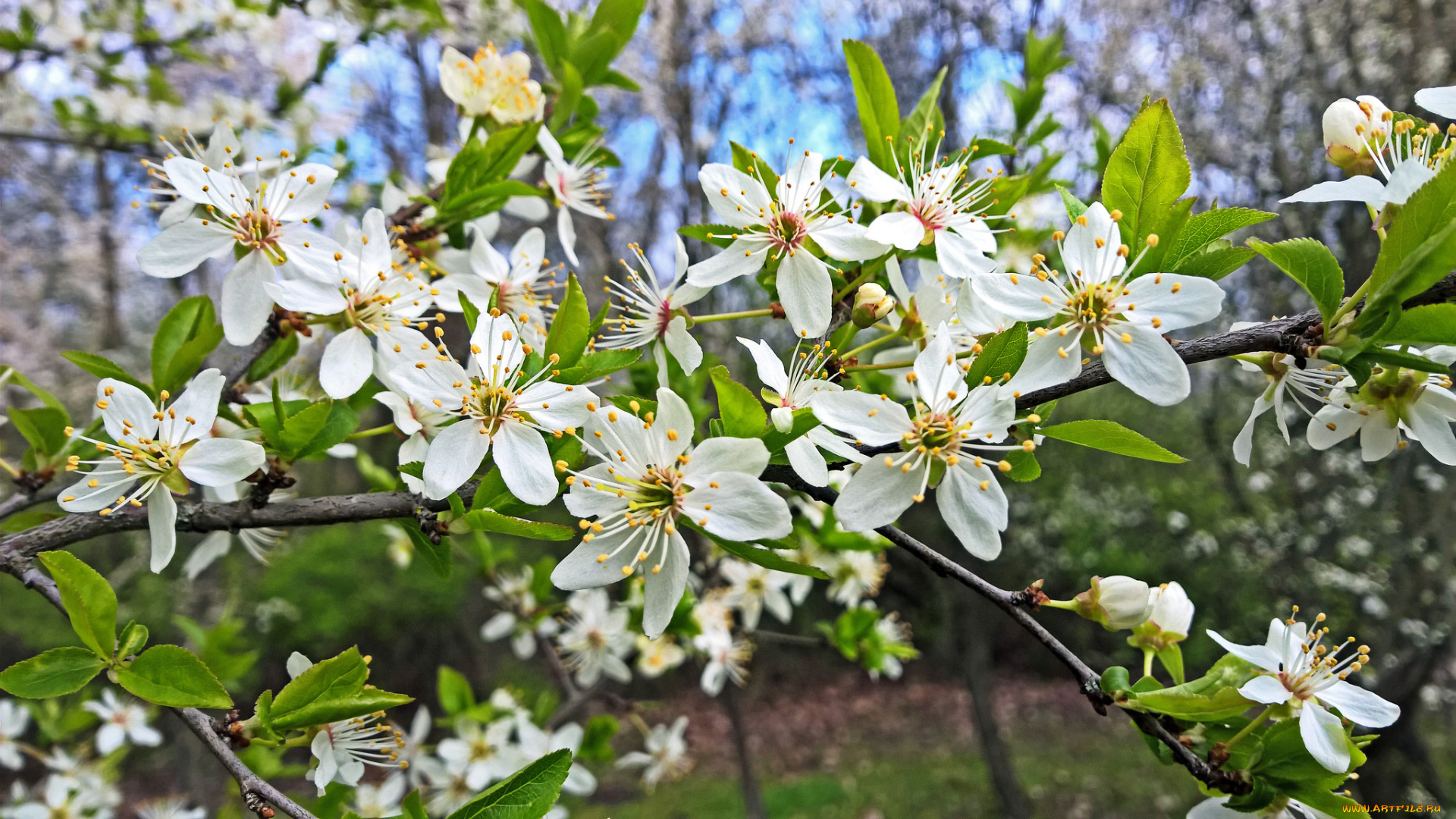 цветы, цветущие, деревья, , , кустарники, цветущая, веточка, цветки, листья, ветка