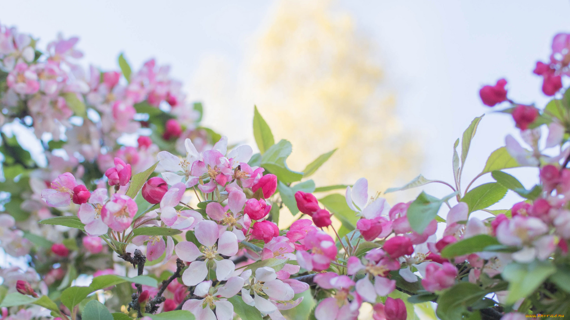 цветы, цветущие, деревья, , , кустарники, нежно, цветение, цветочки, листики, ветка