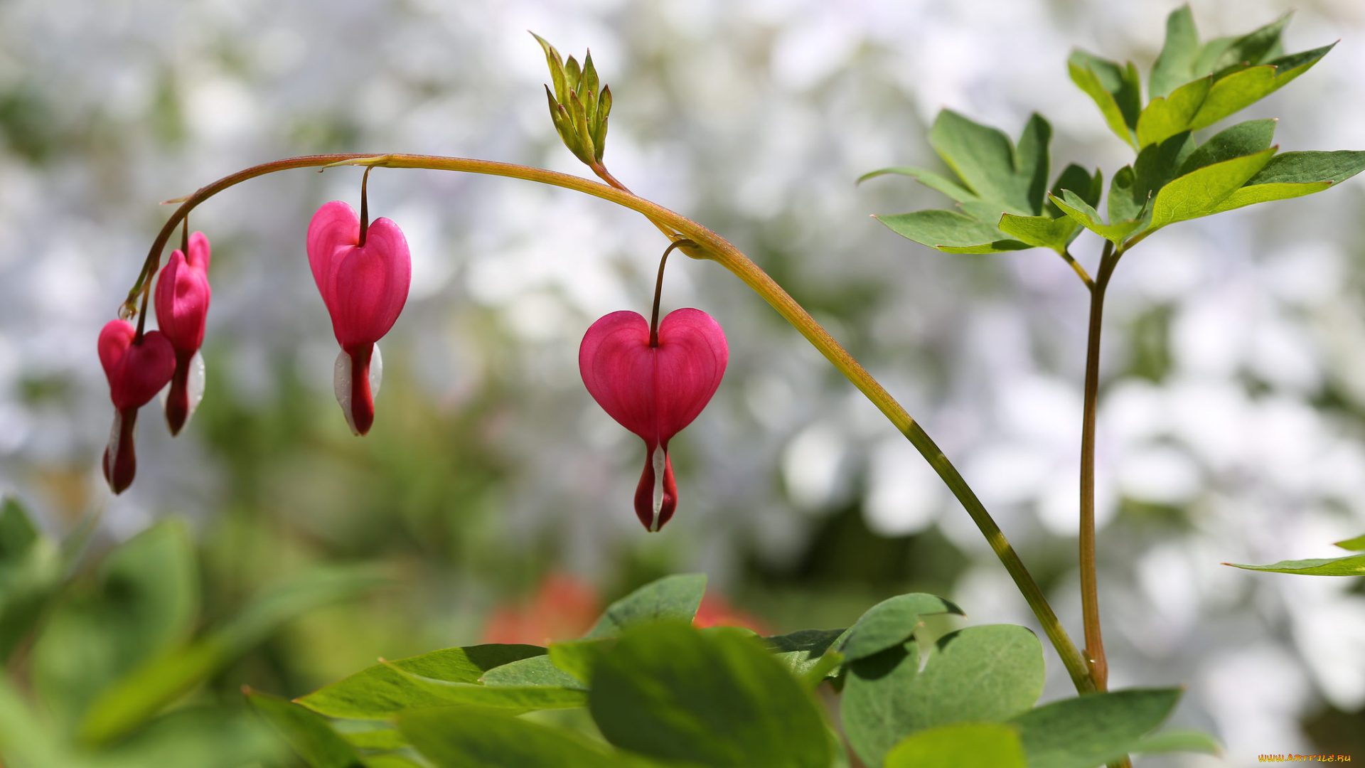 цветы, дицентра, , разбитое, сердце, разбитое, сердце, дицентра, цветение