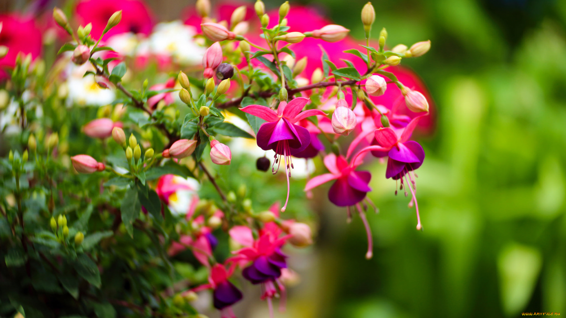цветы, фуксия, букет, flowers, bouquet