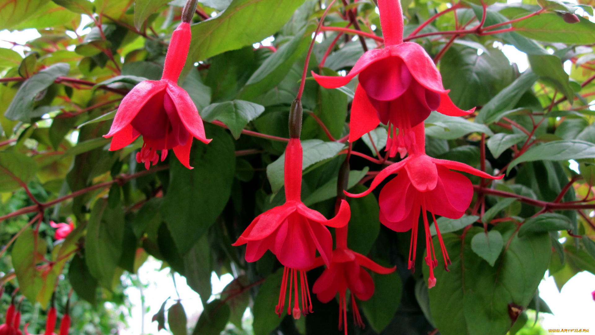 цветы, фуксия, розовый