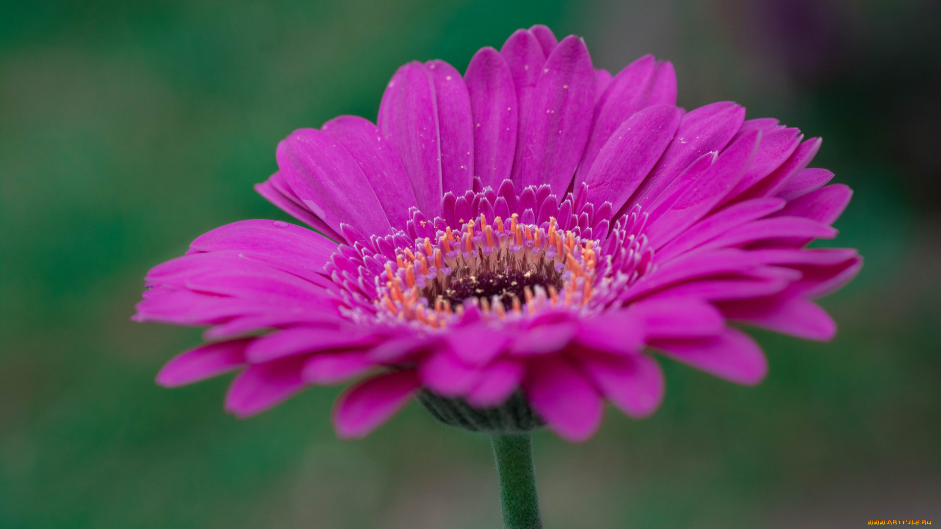 цветы, герберы, гербера, розовая, лепестки, капли, цветение