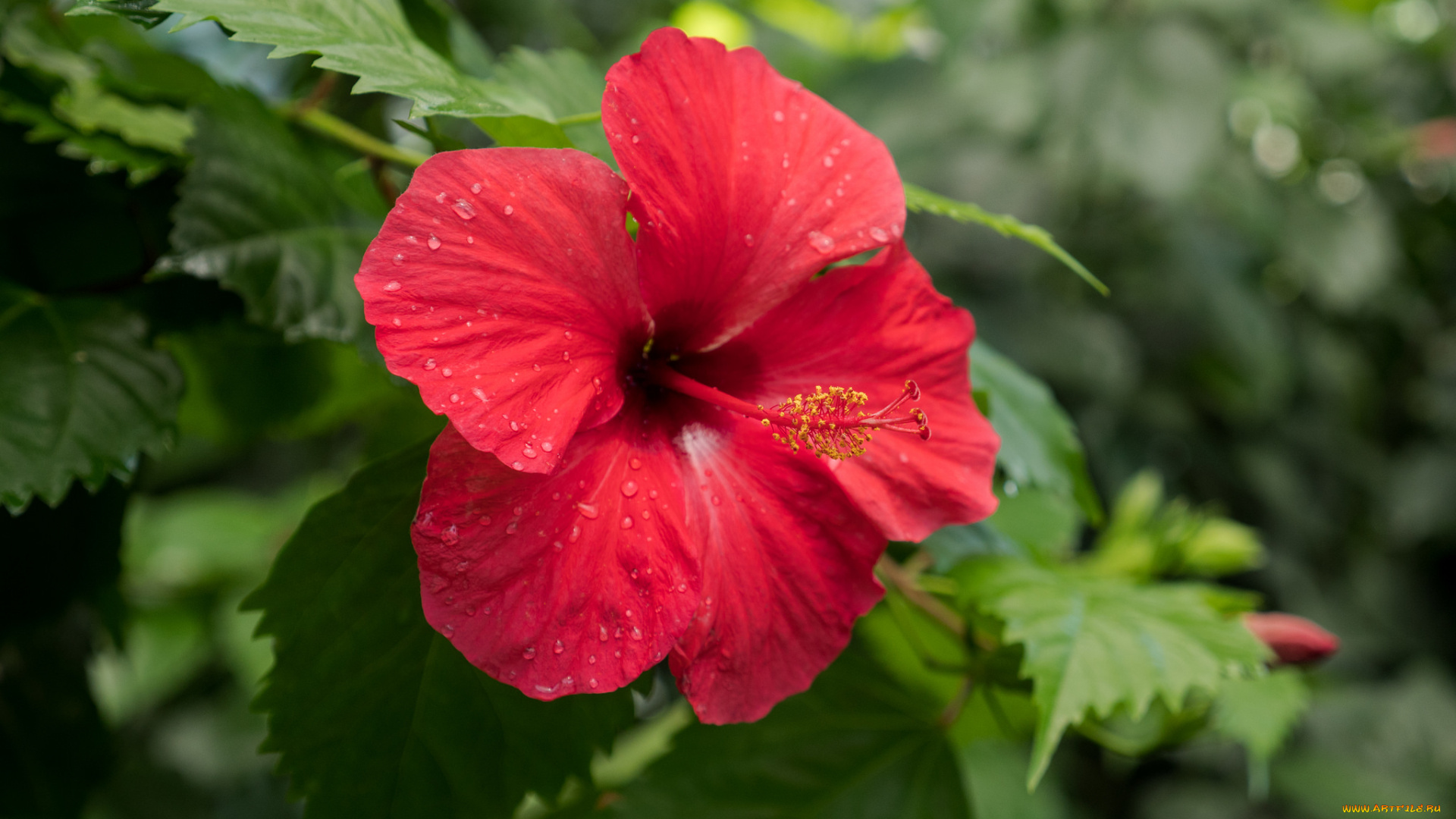 цветы, гибискусы, листики, гибискус, тычинки, цветение, ярко, лепестки