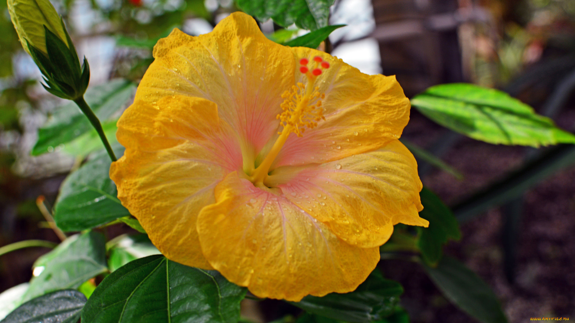 цветы, гибискусы, тычинки, цветение, ярко, лепестки, листики, гибискус