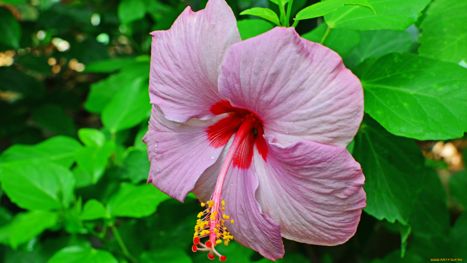 цветы, гибискусы, ярко, лепестки, листики, гибискус, тычинки, цветение