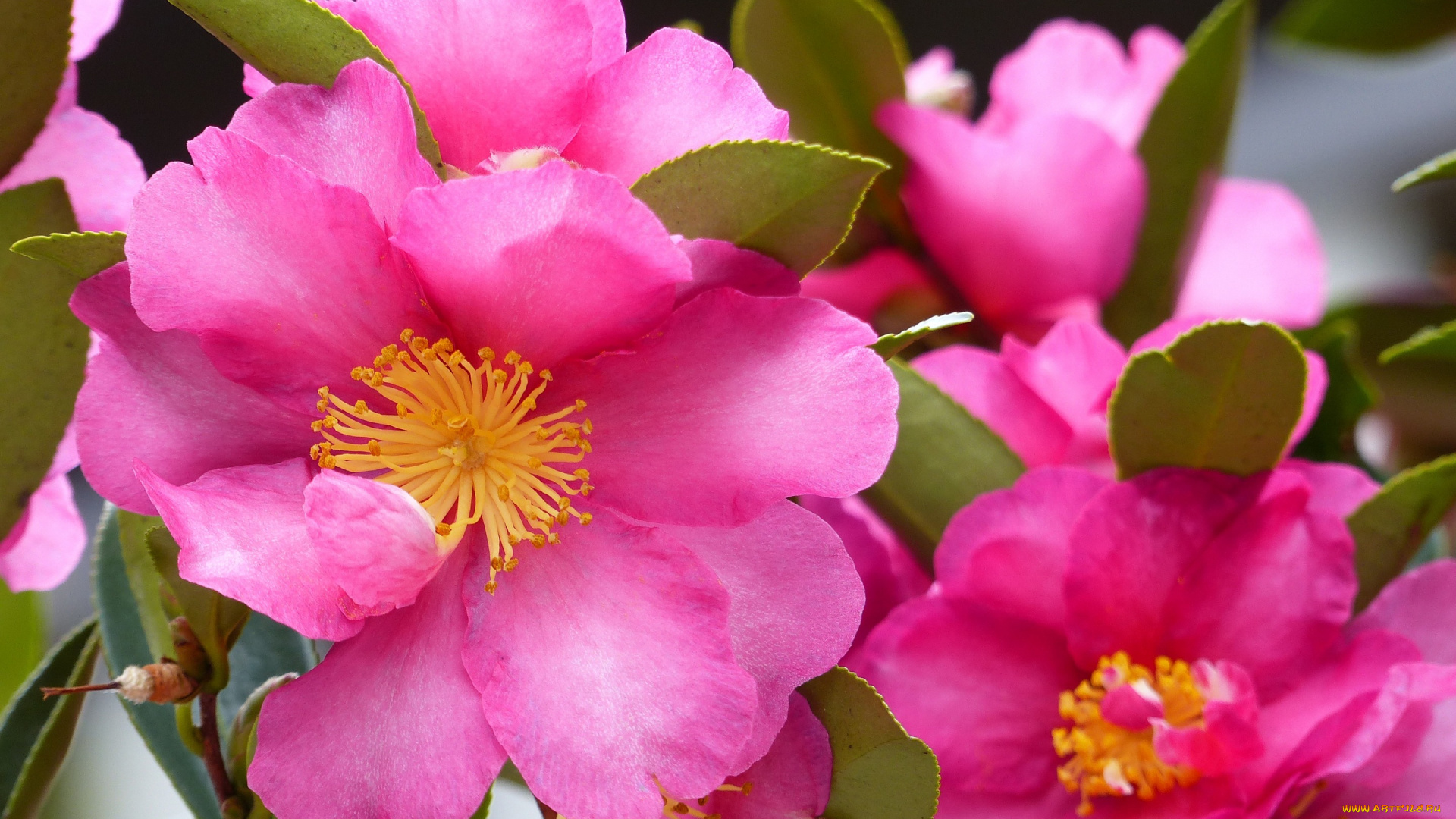 цветы, камелии, макро, камелия, лепестки