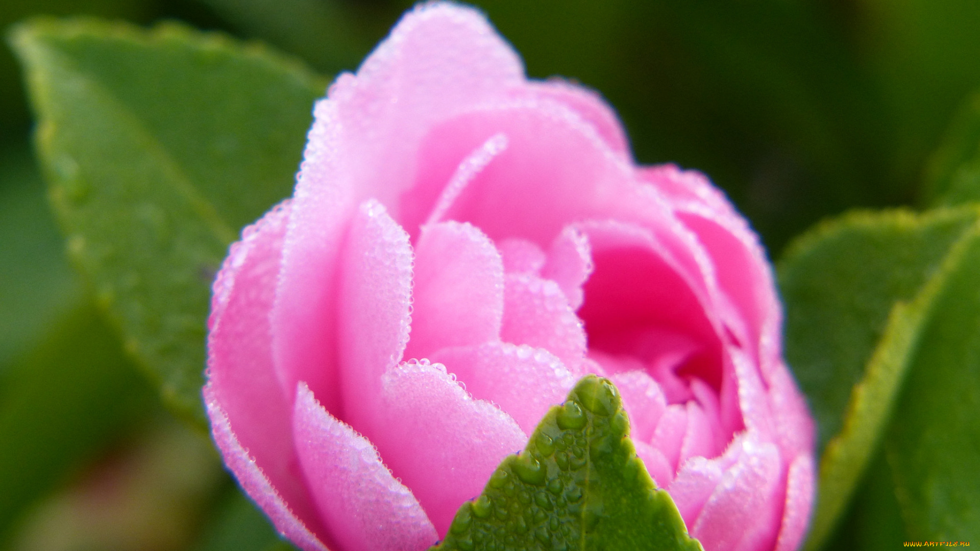 цветы, камелии, нежность, цветение, листья, лепестки, розовая, бутон, камелия