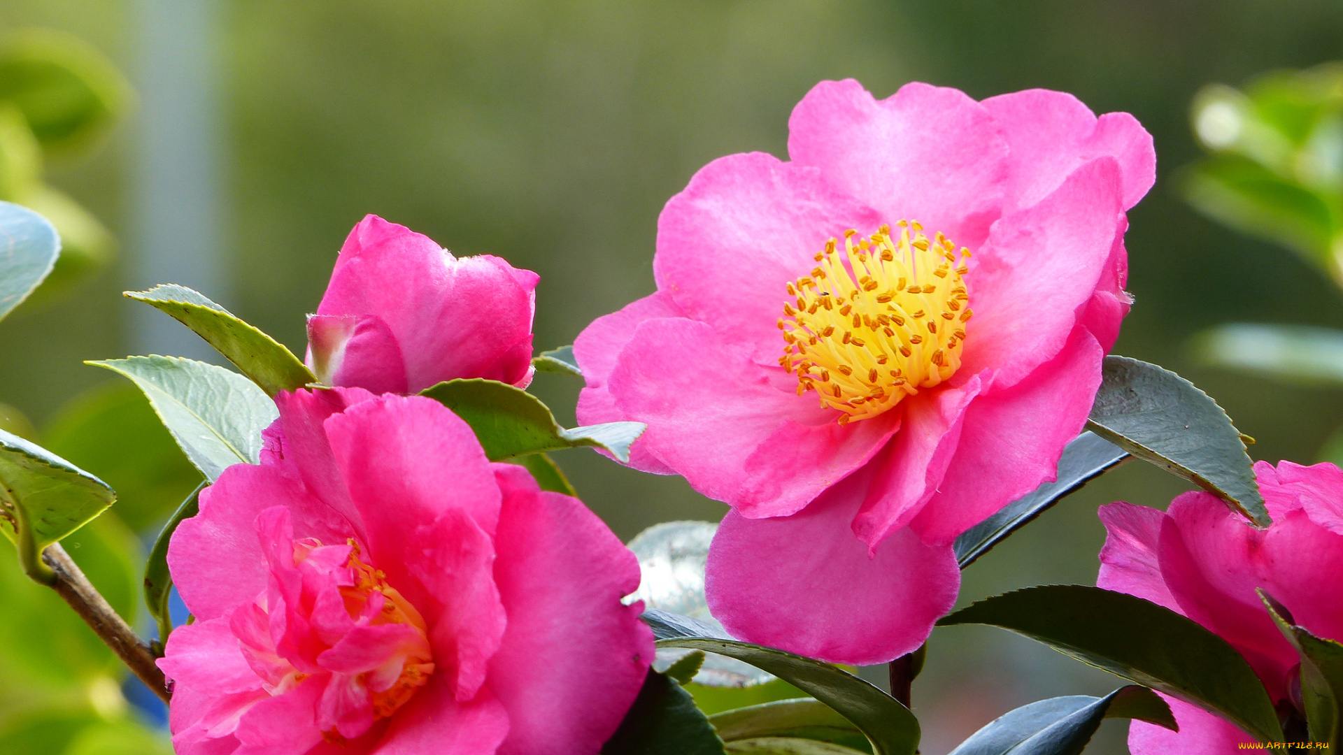 цветы, камелии, нежность, цветение, листья, лепестки, розовая, бутон, камелия