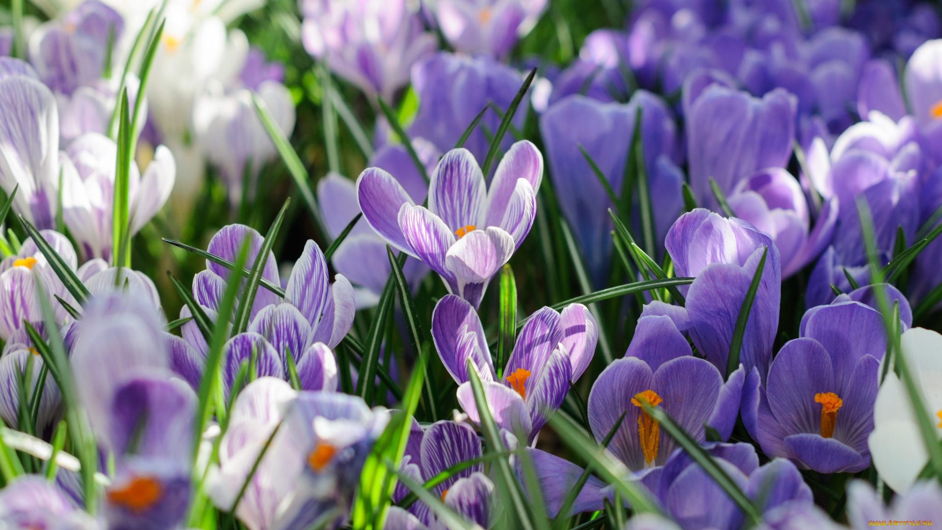 цветы, крокусы, цвет, цветение