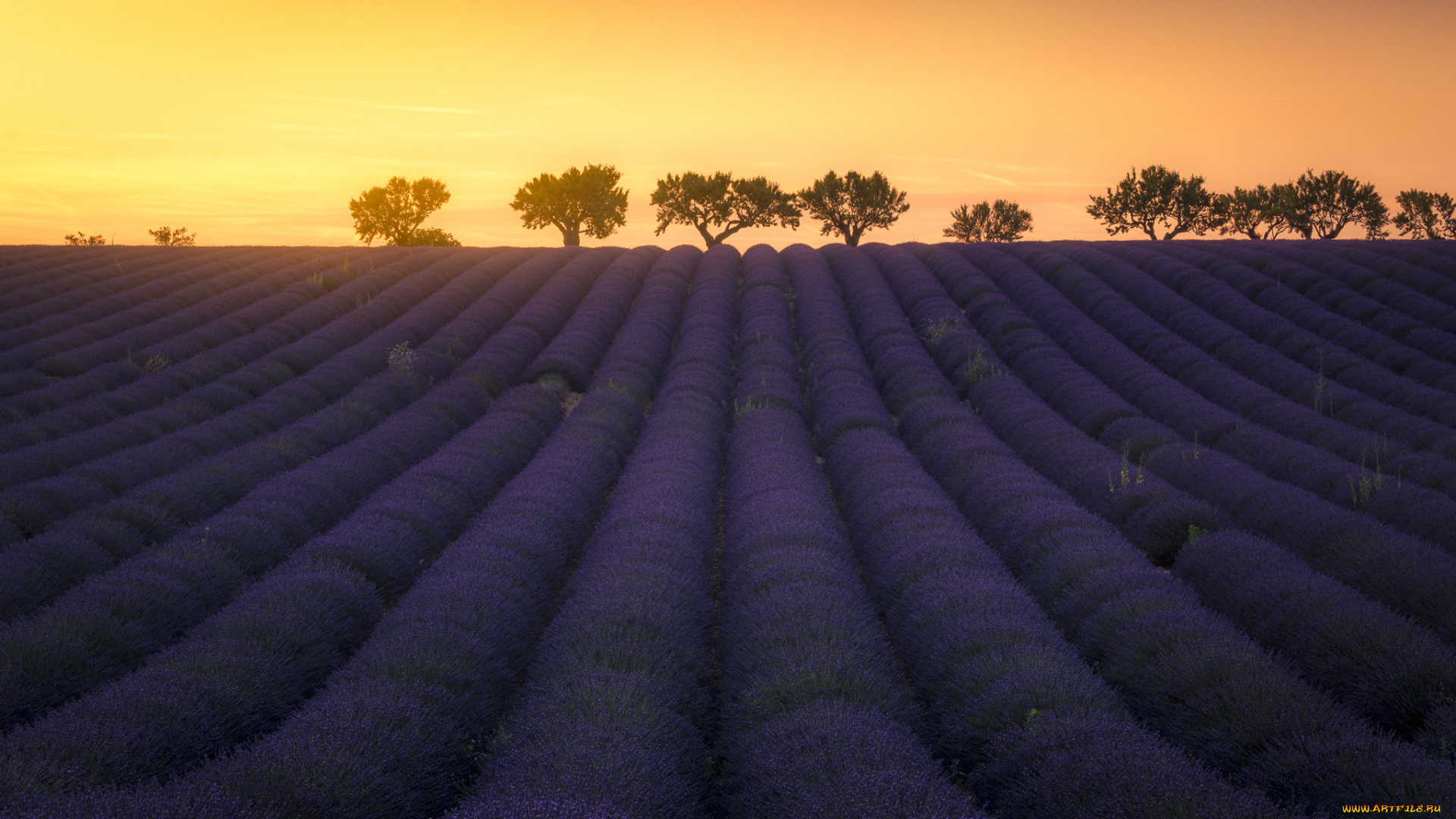 цветы, лаванда, цветение, поле