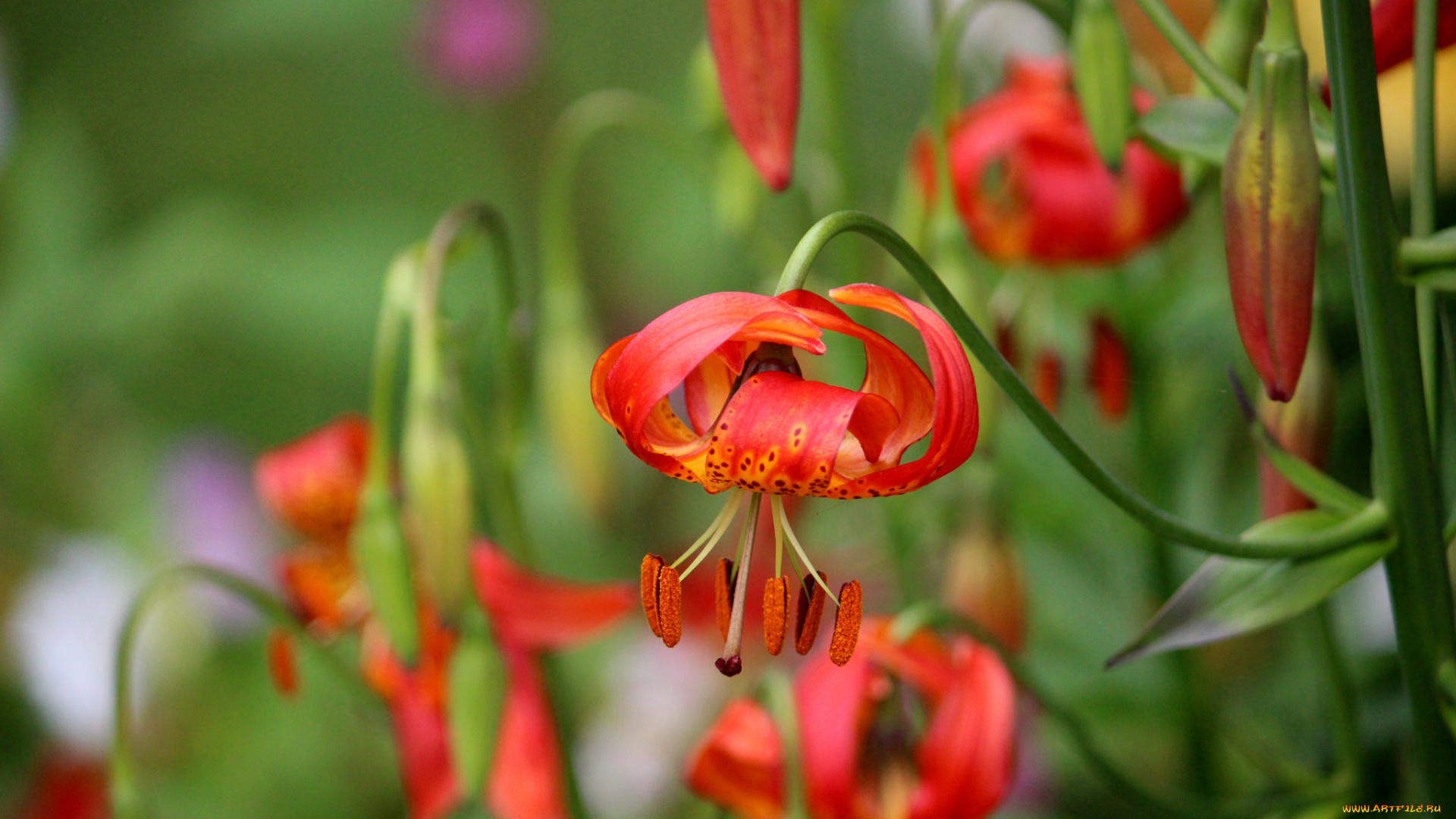 цветы, лилии, , лилейники, blooms, buds, pink, lily, цветение, бутоны, розовые