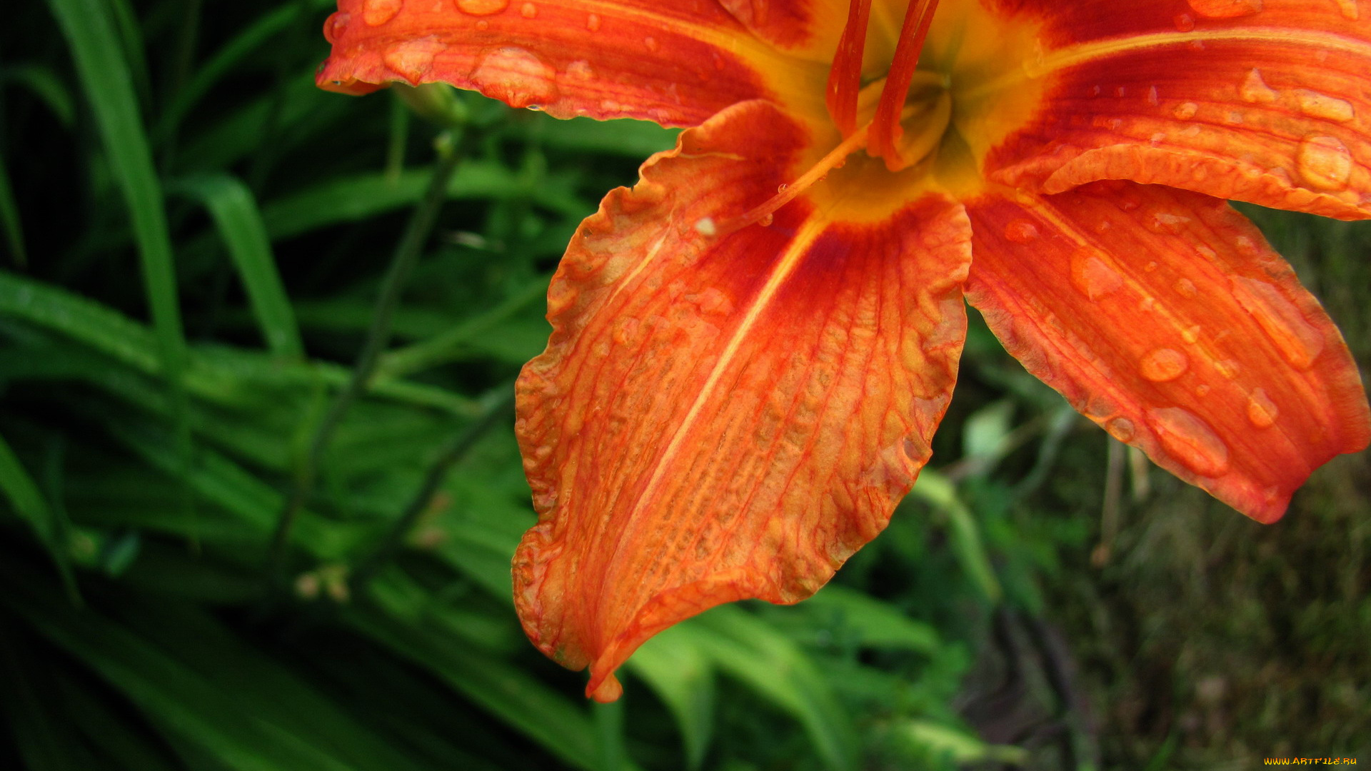 цветы, лилии, , лилейники, лилейник