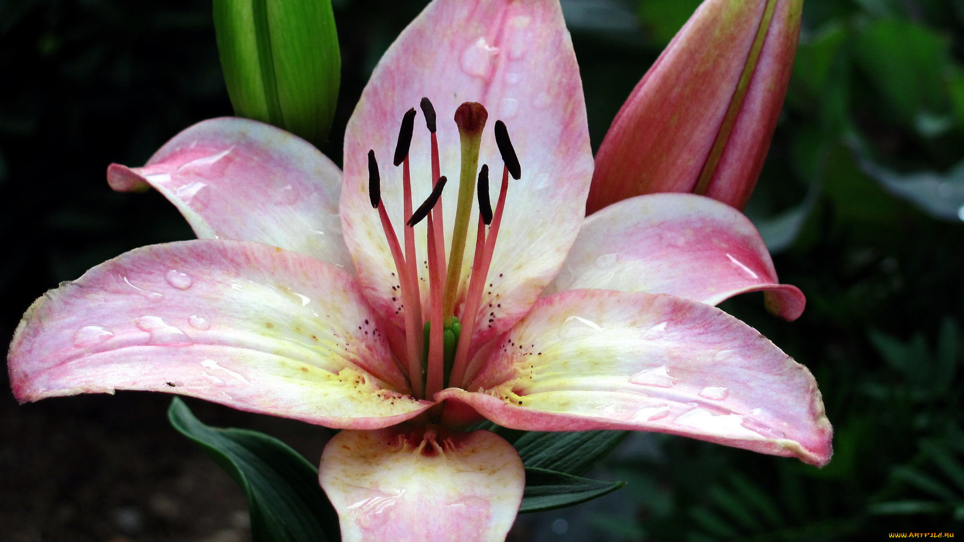 цветы, лилии, , лилейники, лилия