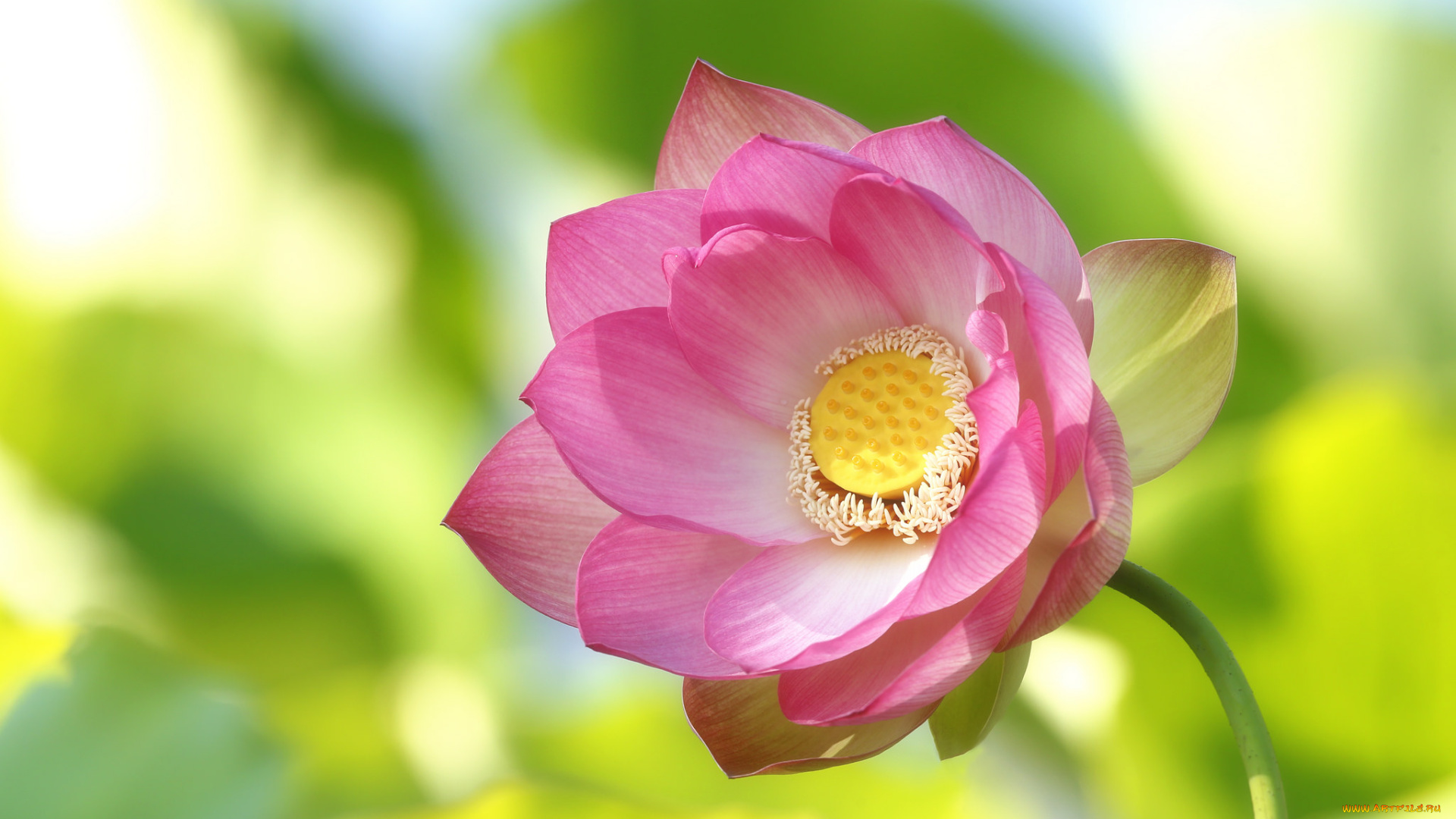 цветы, лотосы, цветение, лотос, лепестки