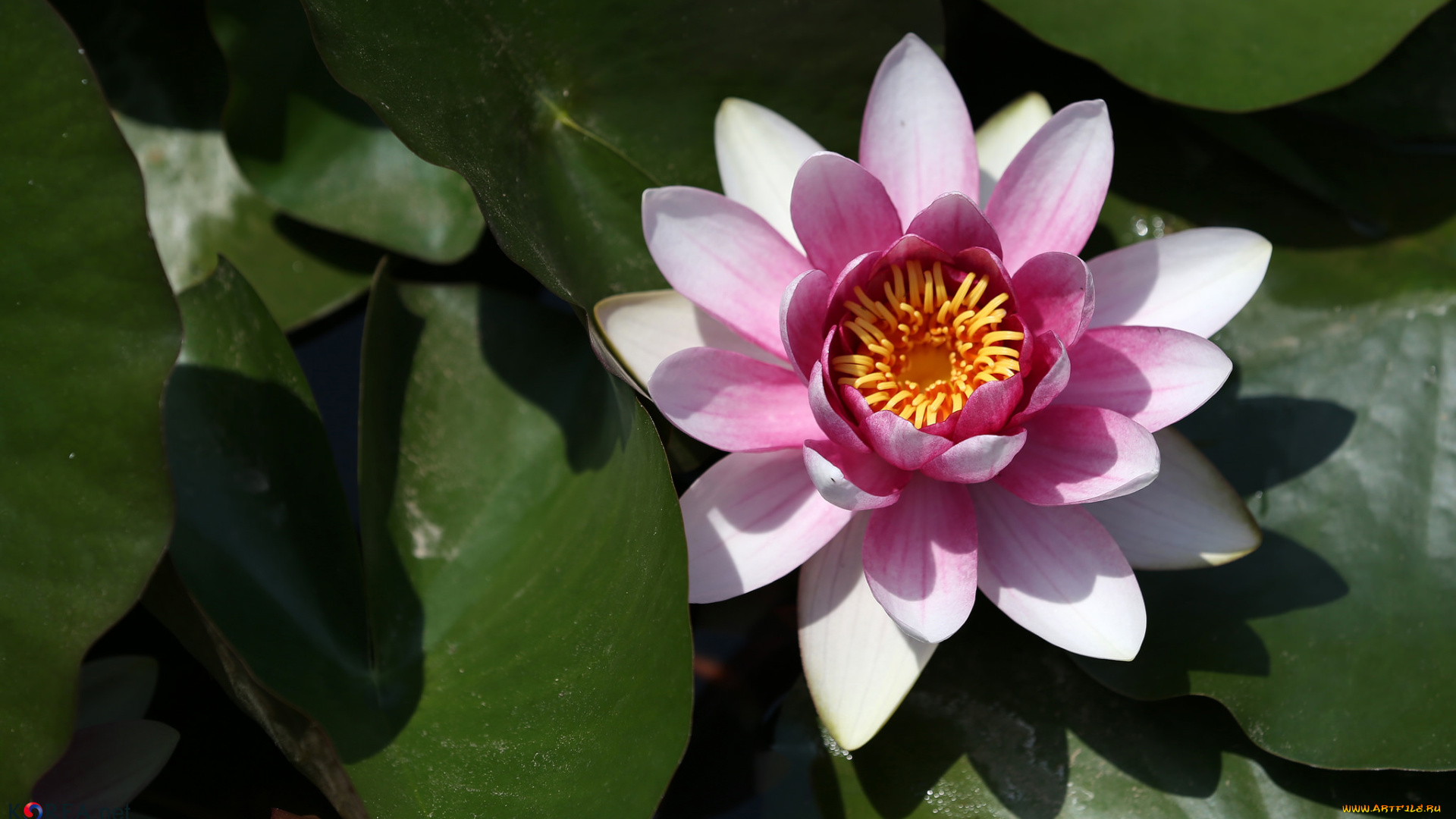 цветы, лотосы, лепестки, лотос, цветение