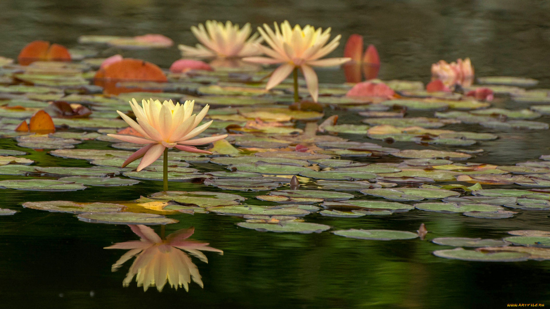 цветы, лотосы, листики, цветение, цветок, лотос