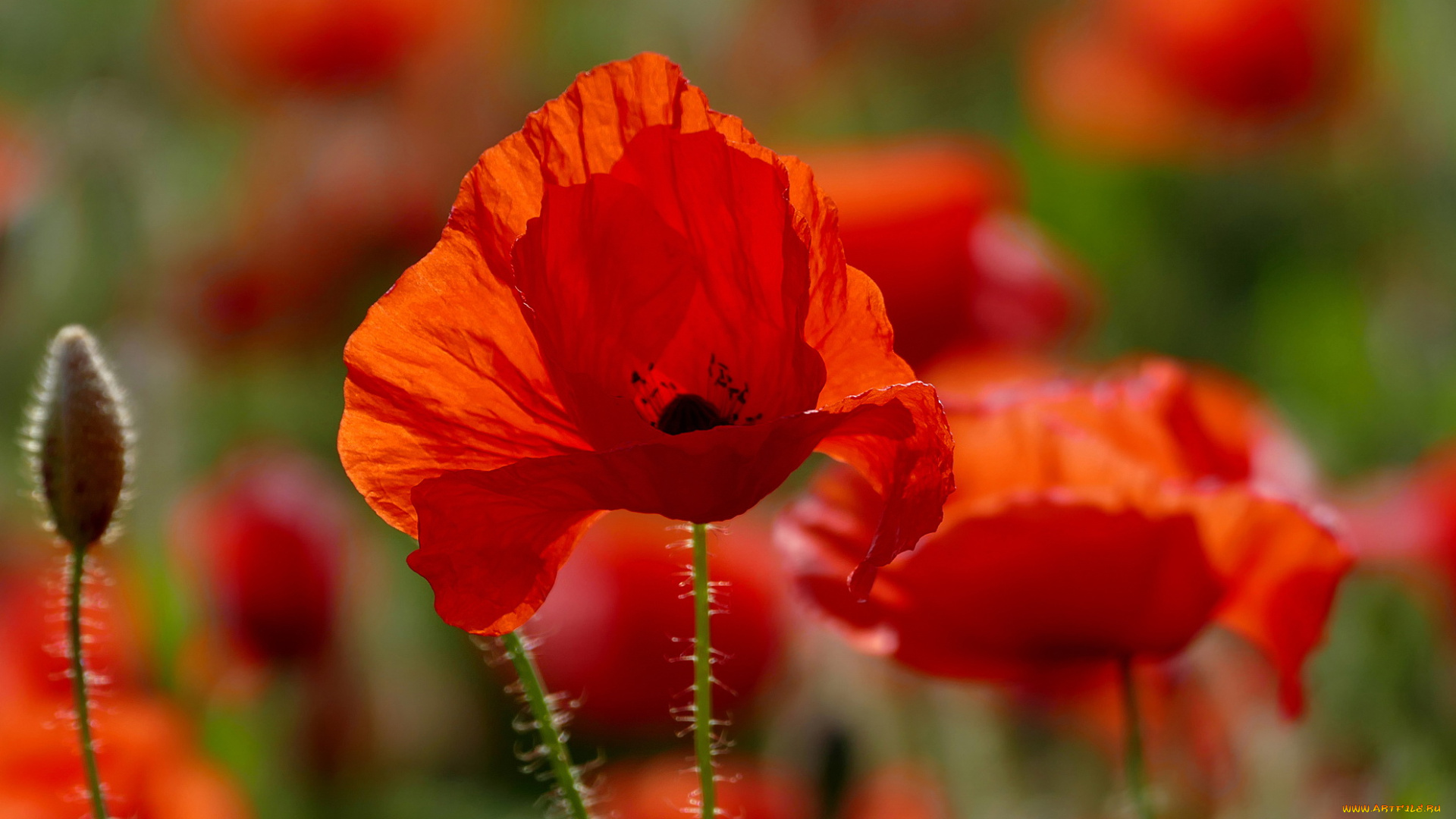 цветы, маки, мак, цветение