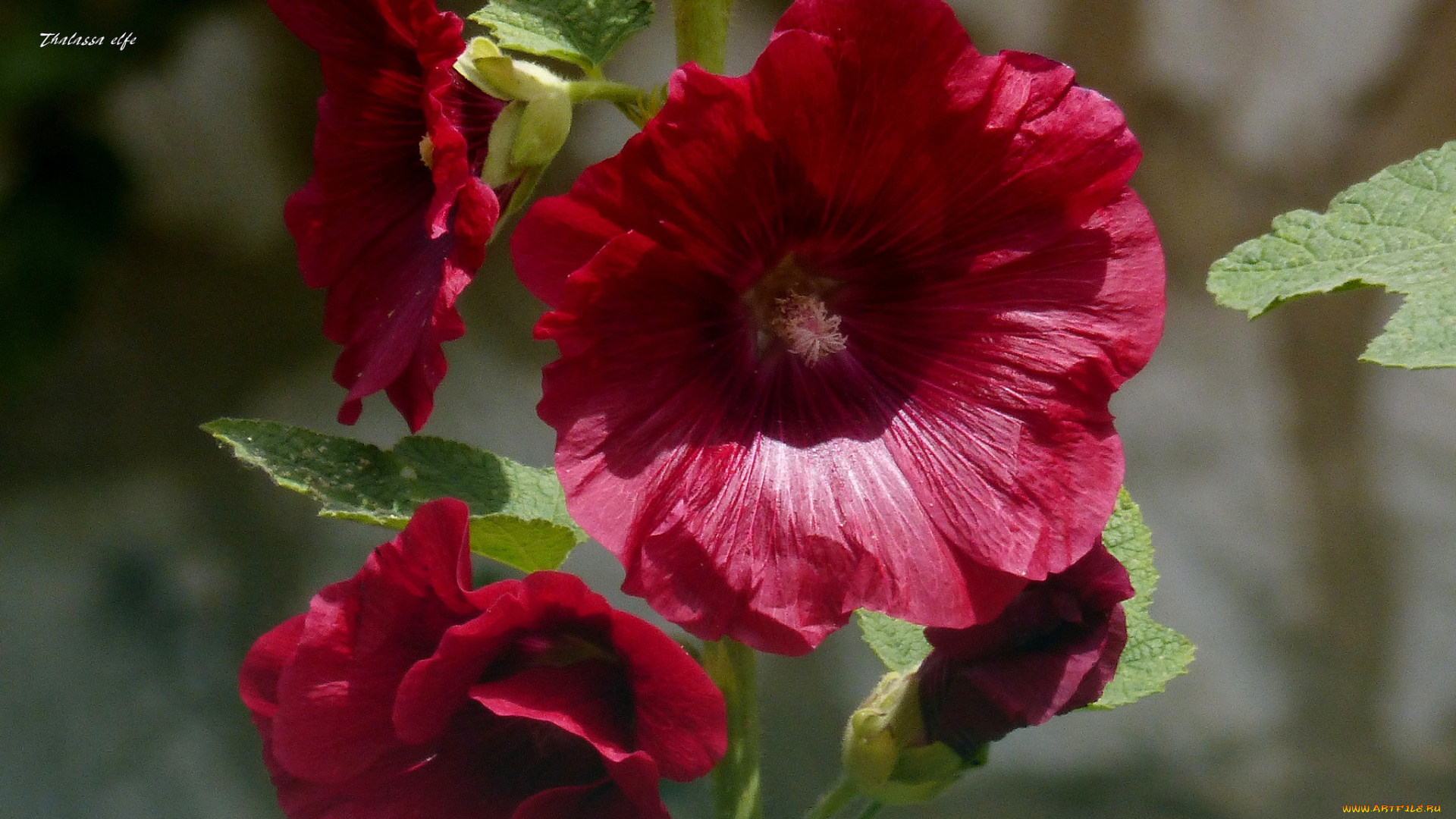 цветы, мальвы, цвет, цветение, мальва