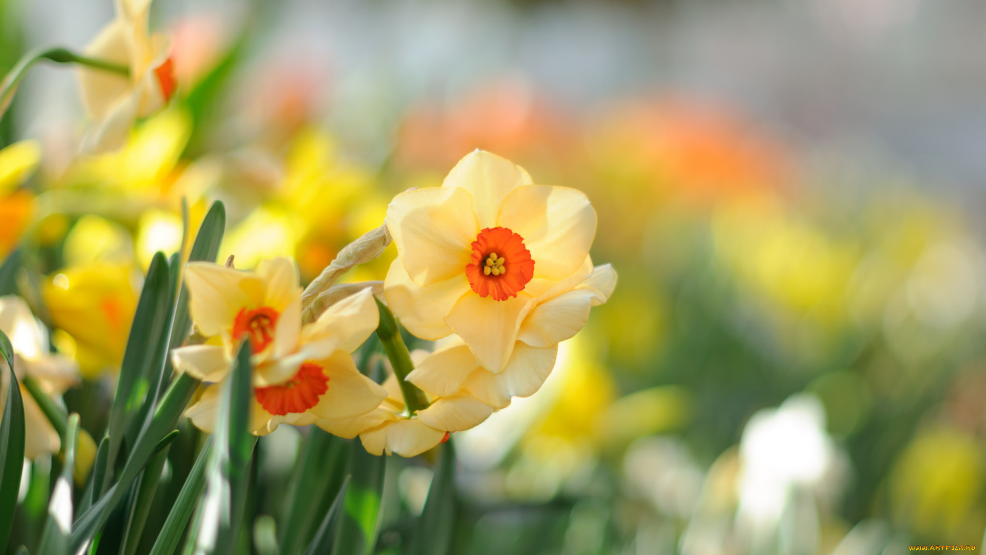 цветы, нарциссы, цветение, лепестки