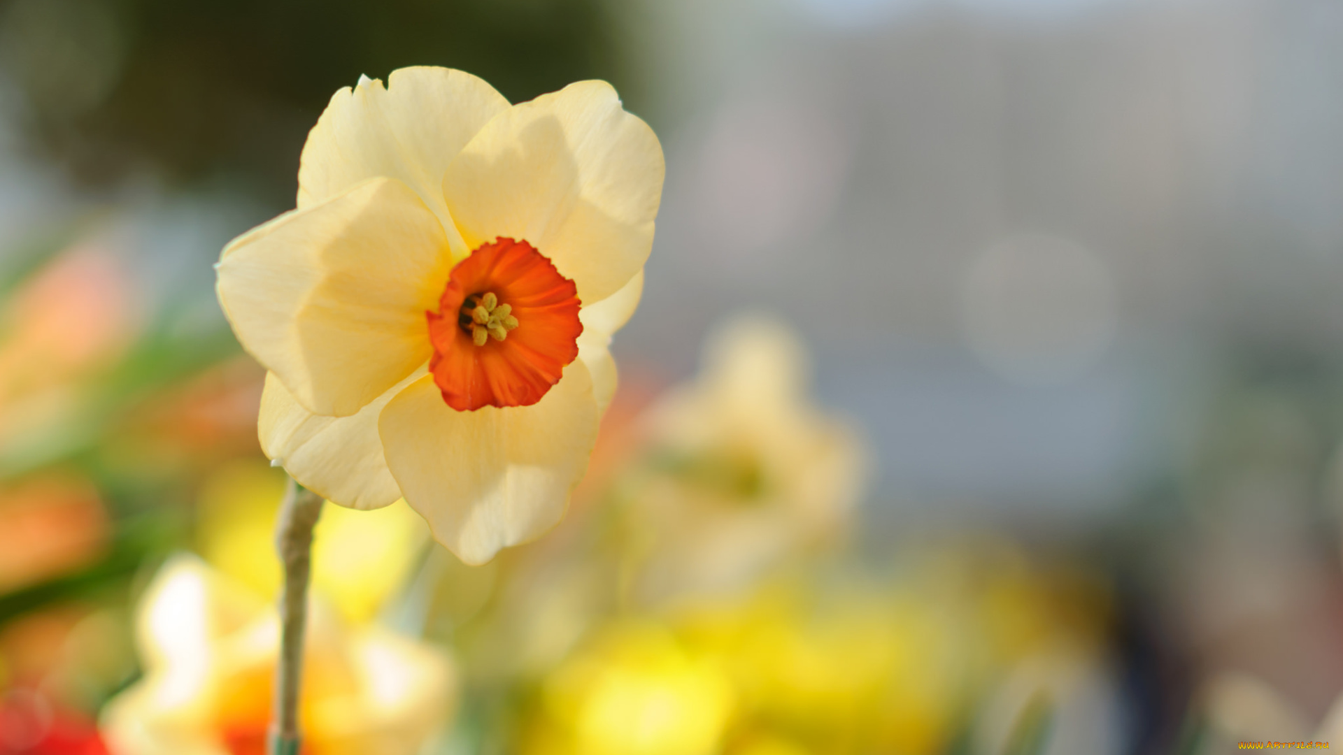 цветы, нарциссы, лепестки, цветение