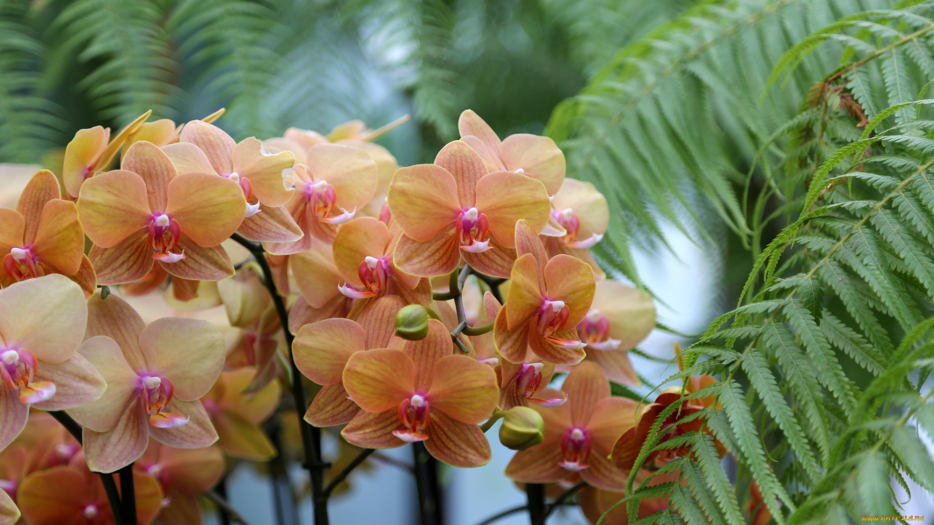 цветы, орхидеи, цветение, лепестки, цветки, орхидея