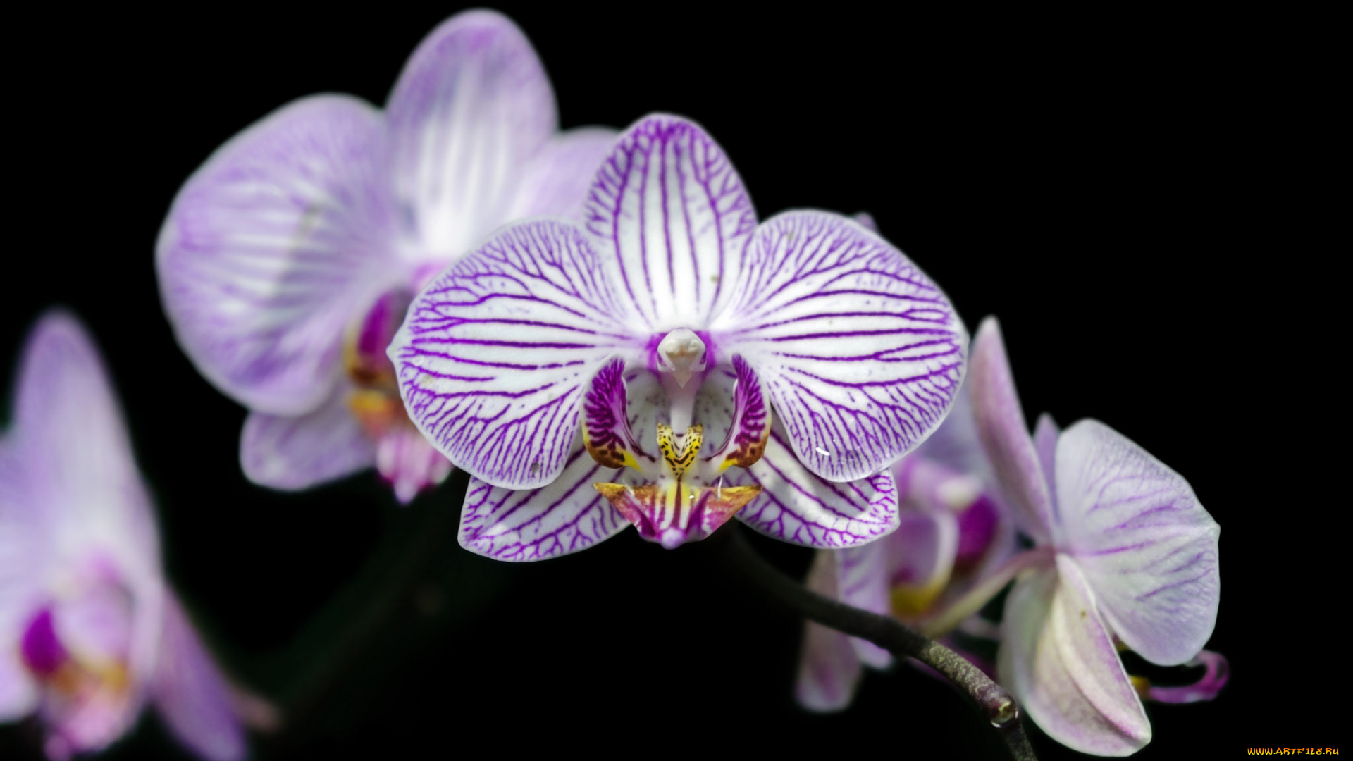 цветы, орхидеи, flowers, flowering, orchids, цветение