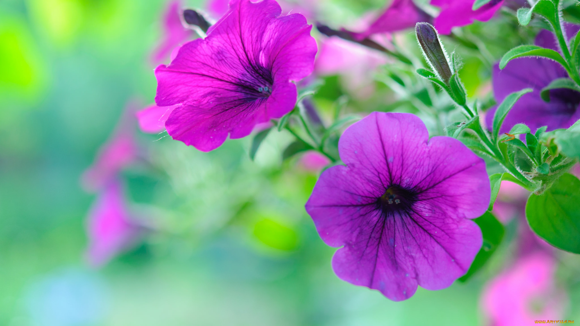 цветы, петунии, , калибрахоа, цветение, петуния, цвет