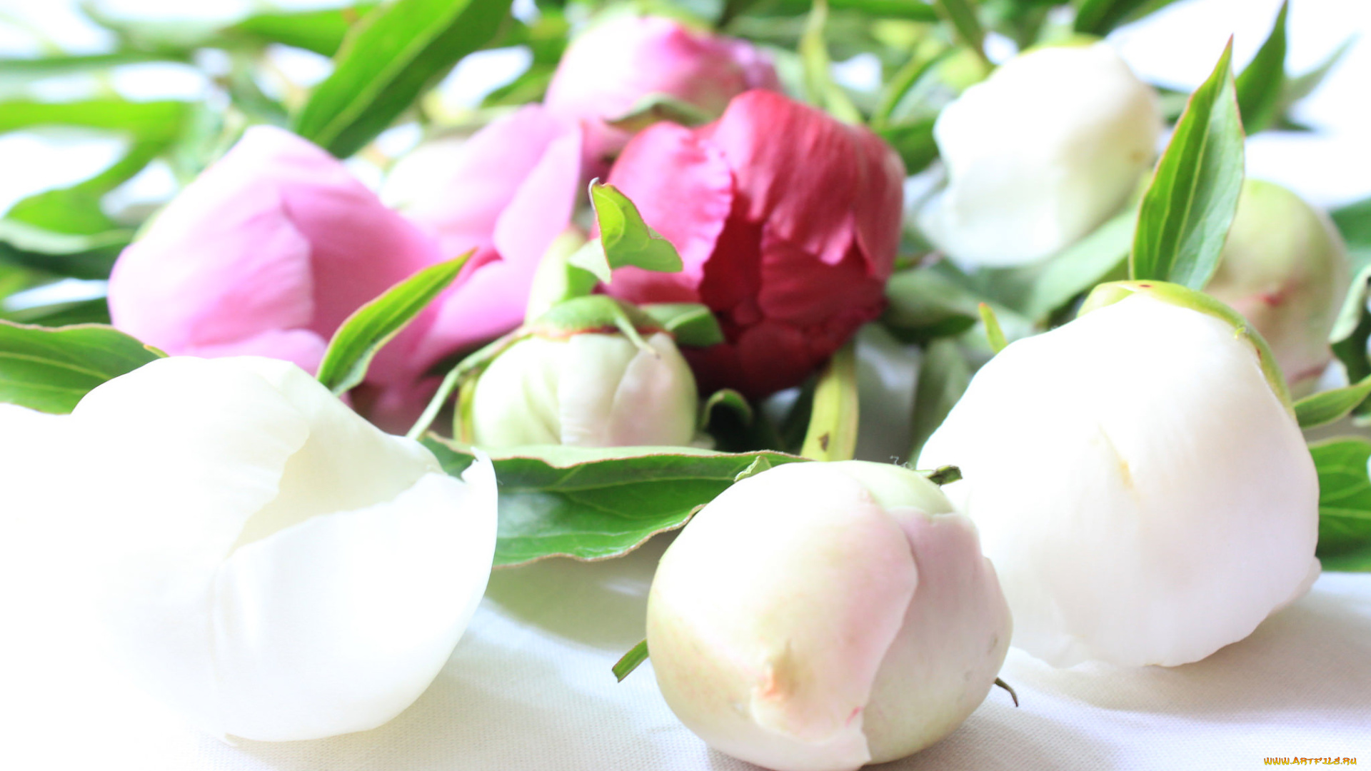 цветы, пионы, цветение, листья, лепестки, бутон, пион