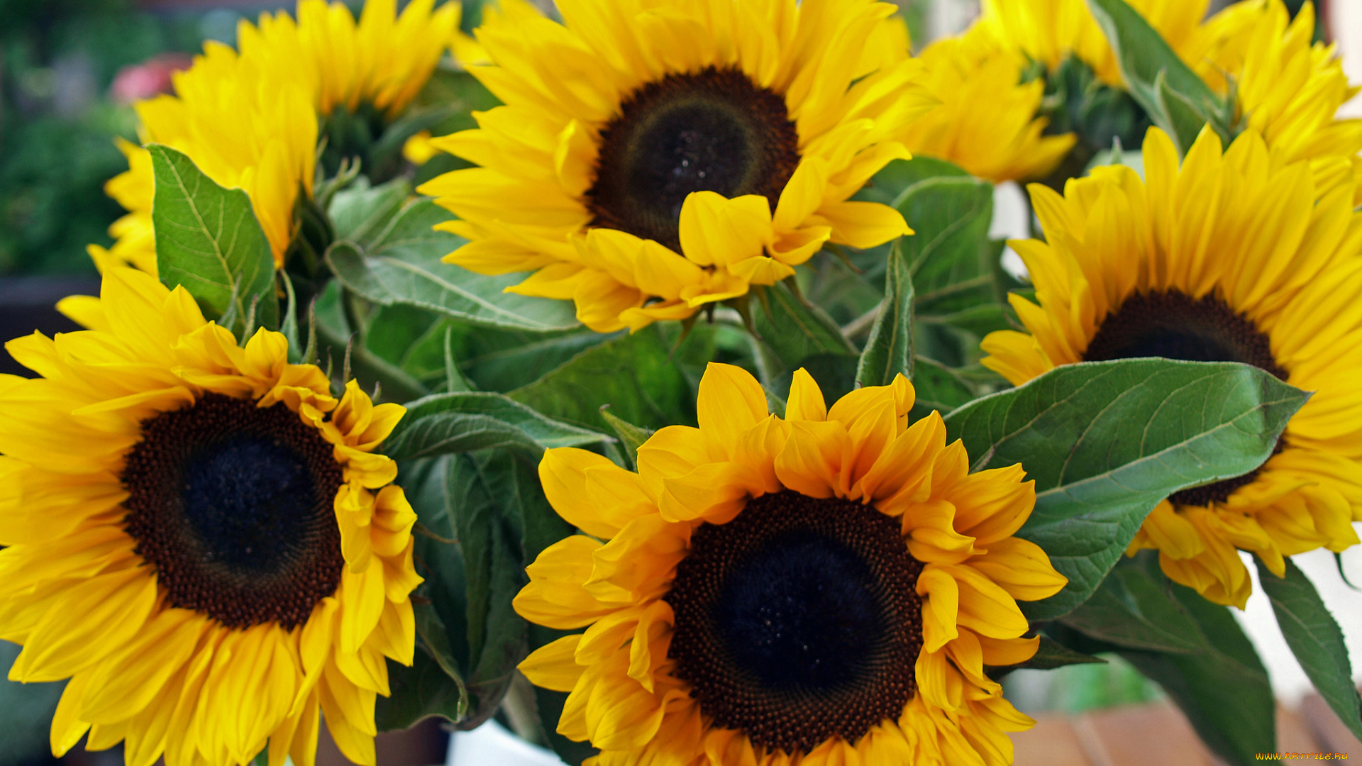 цветы, подсолнухи, подсолнух, лепестки, цветение, sunflower, flowers, petals, bloom