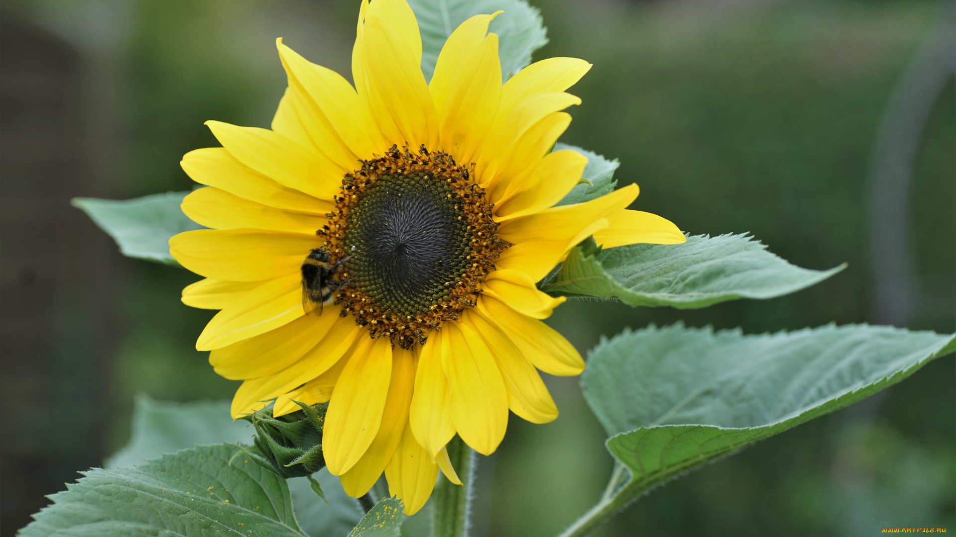 цветы, подсолнухи, подсолнух, листья, цветение