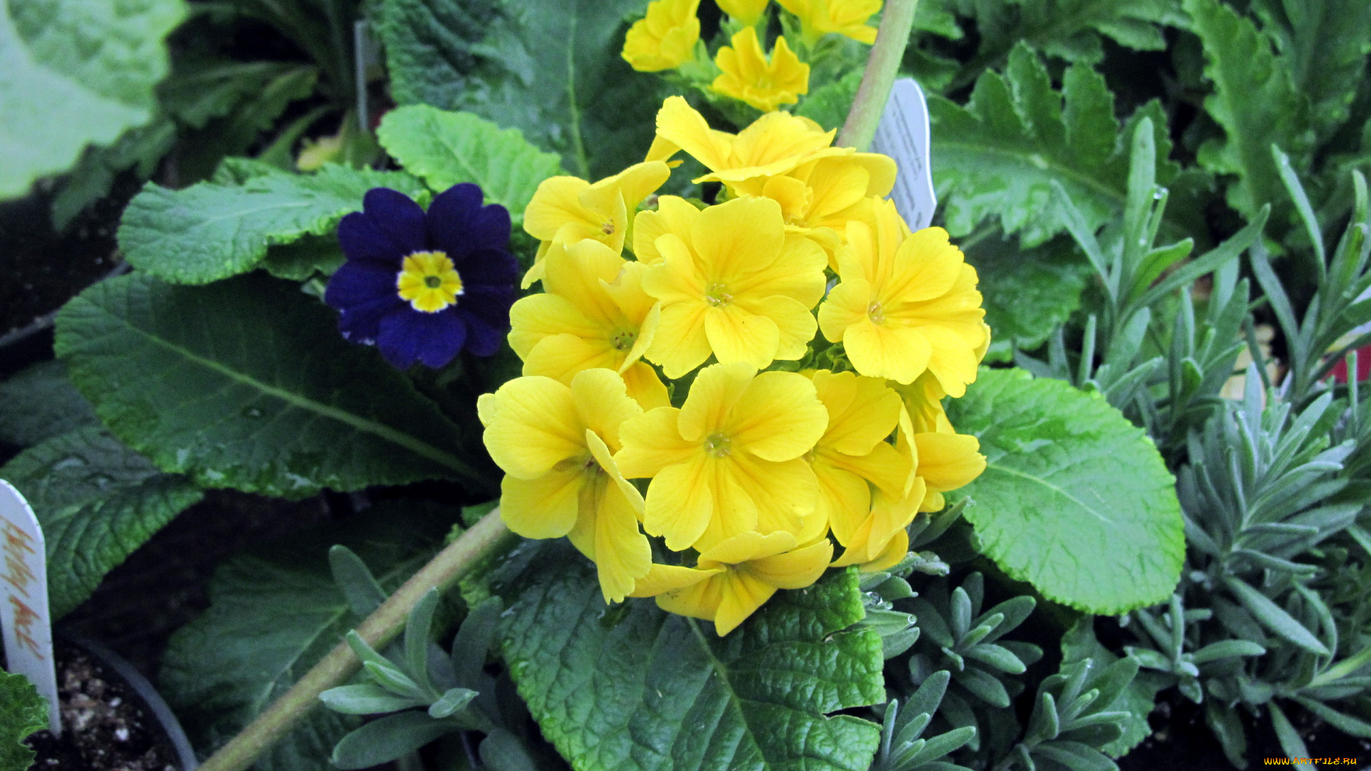 цветы, примулы, первоцвет