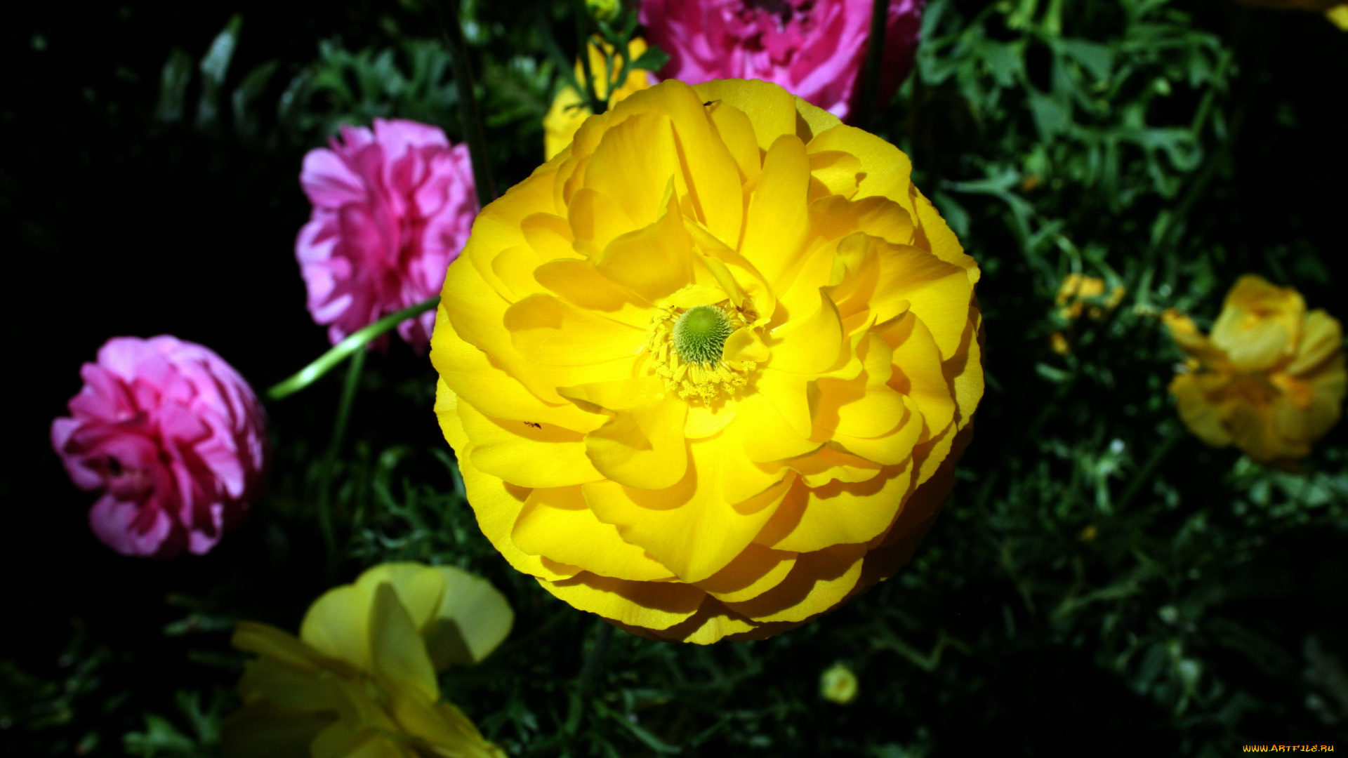 цветы, ранункулюс, , азиатский, лютик, макро, желтый