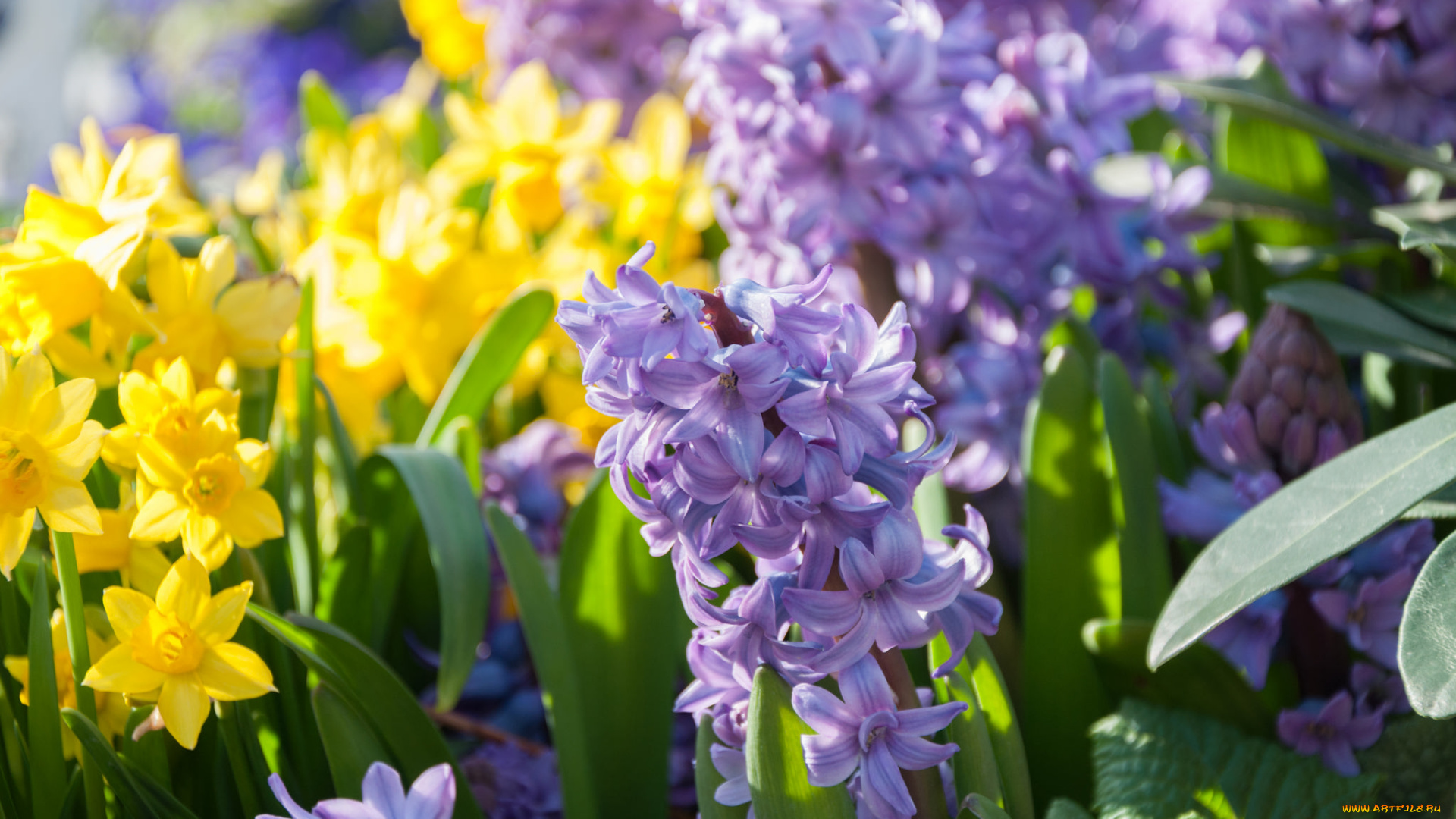 цветы, разные, вместе, ярко, нежно, цветение, нарциссы, разные