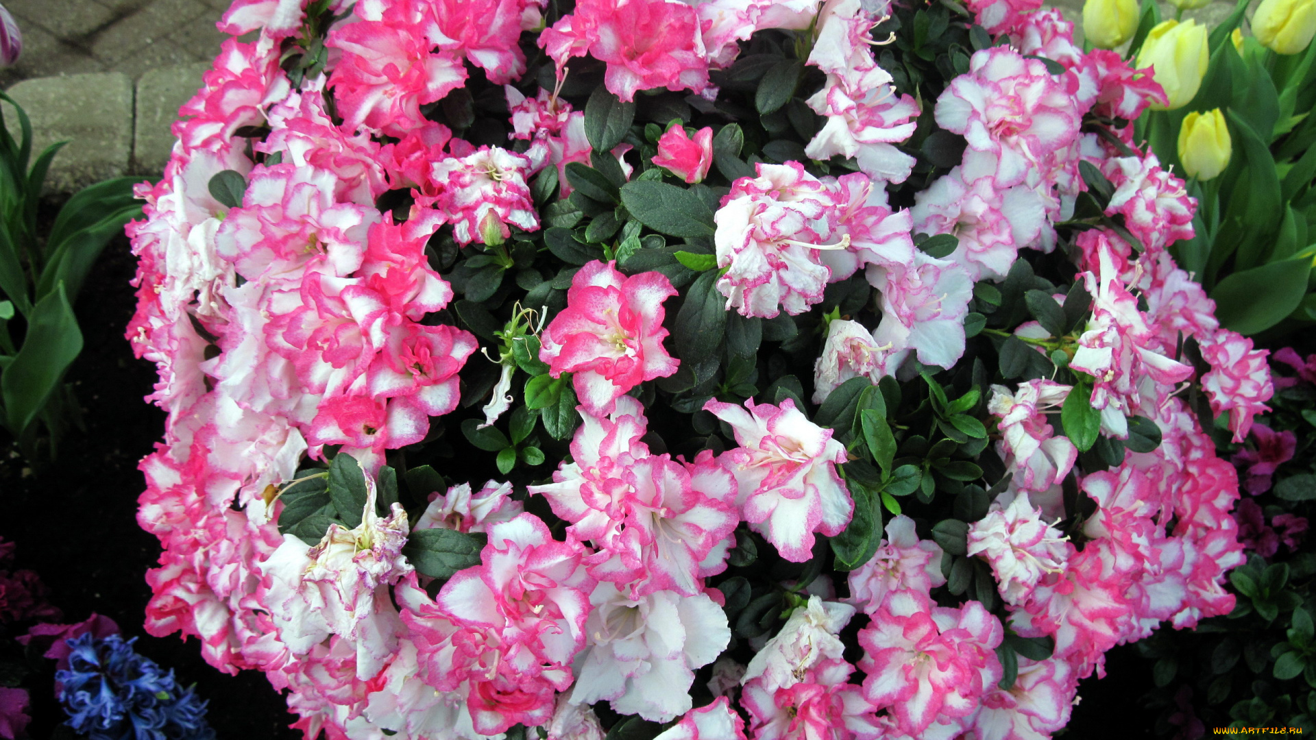 цветы, рододендроны, , азалии, азалия