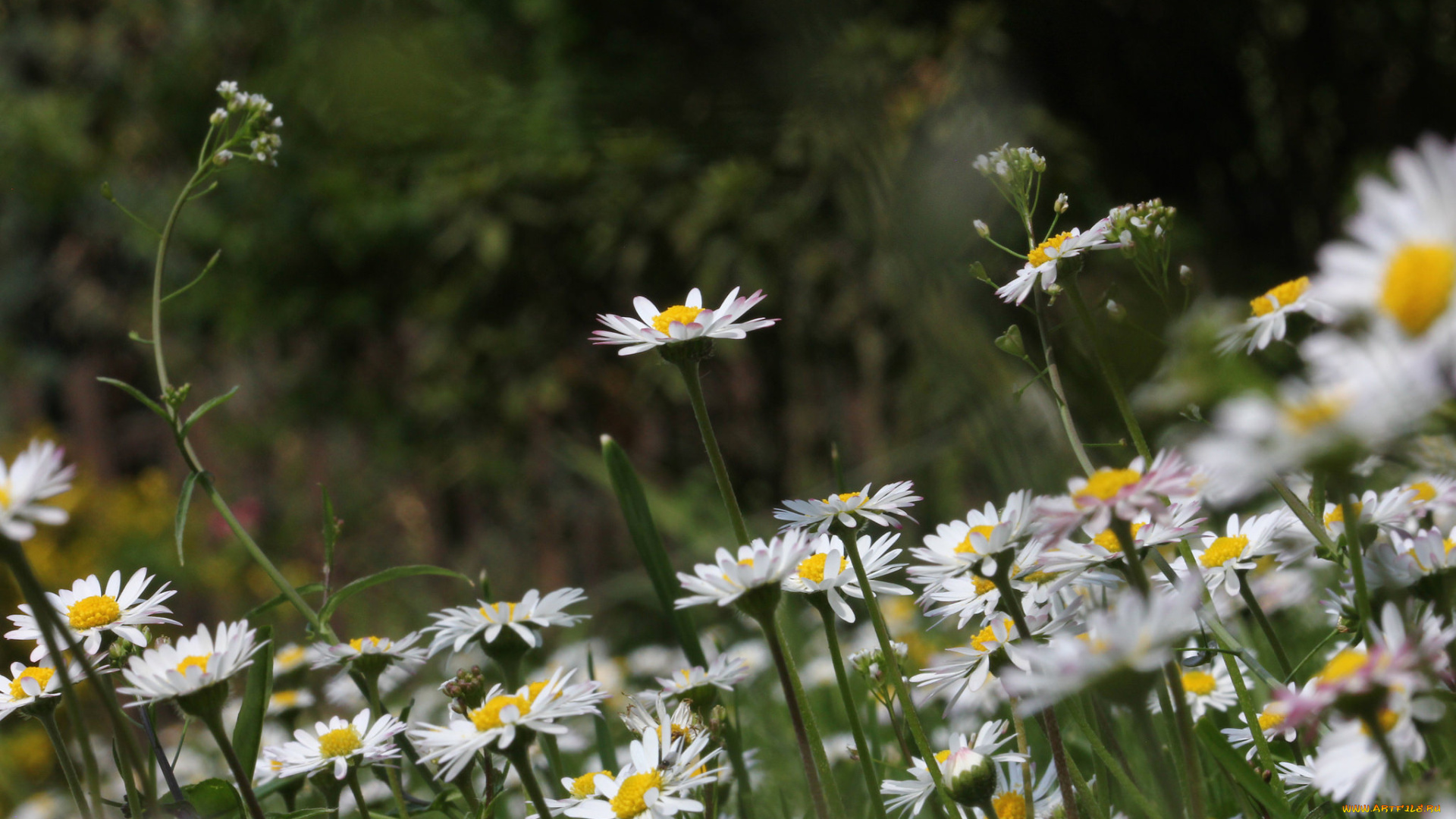 цветы, ромашки, поле, цветение