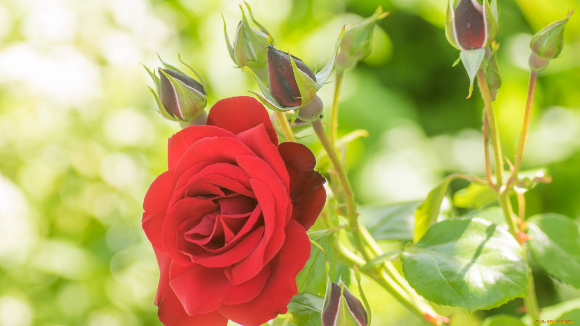 цветы, розы, blossoms, leaves, petals, bud, rose, цветение, листья, лепестки, бутон, роза