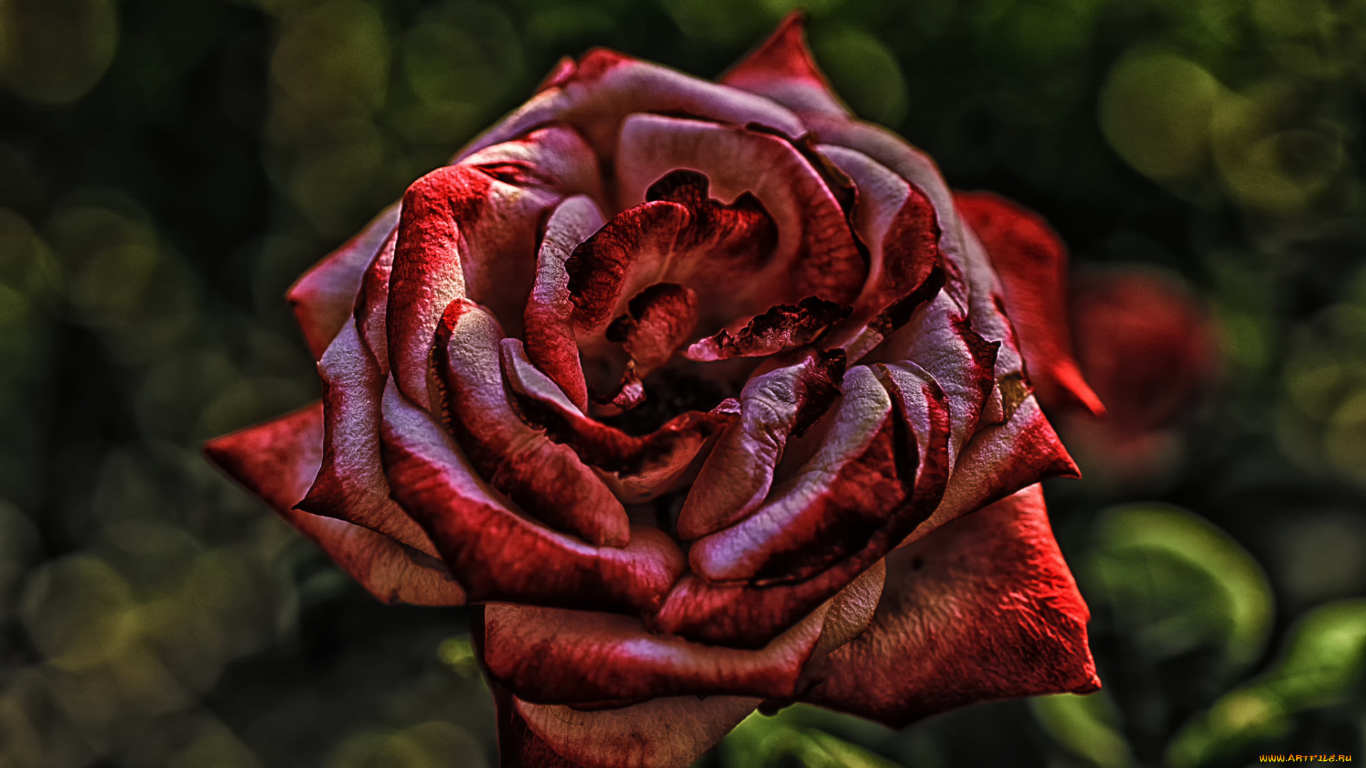 цветы, розы, blossoms, petals, leaves, bud, rose, цветение, листья, лепестки, бутон, роза