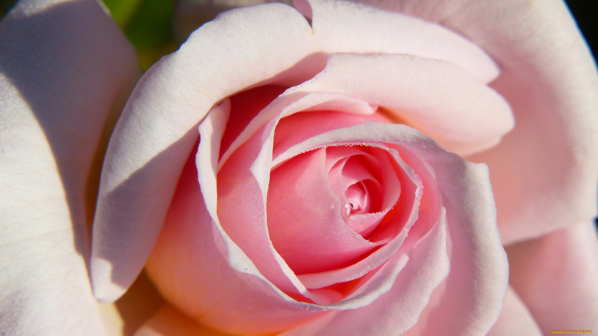 цветы, розы, бутон, макро, лепестки, роза, нежность