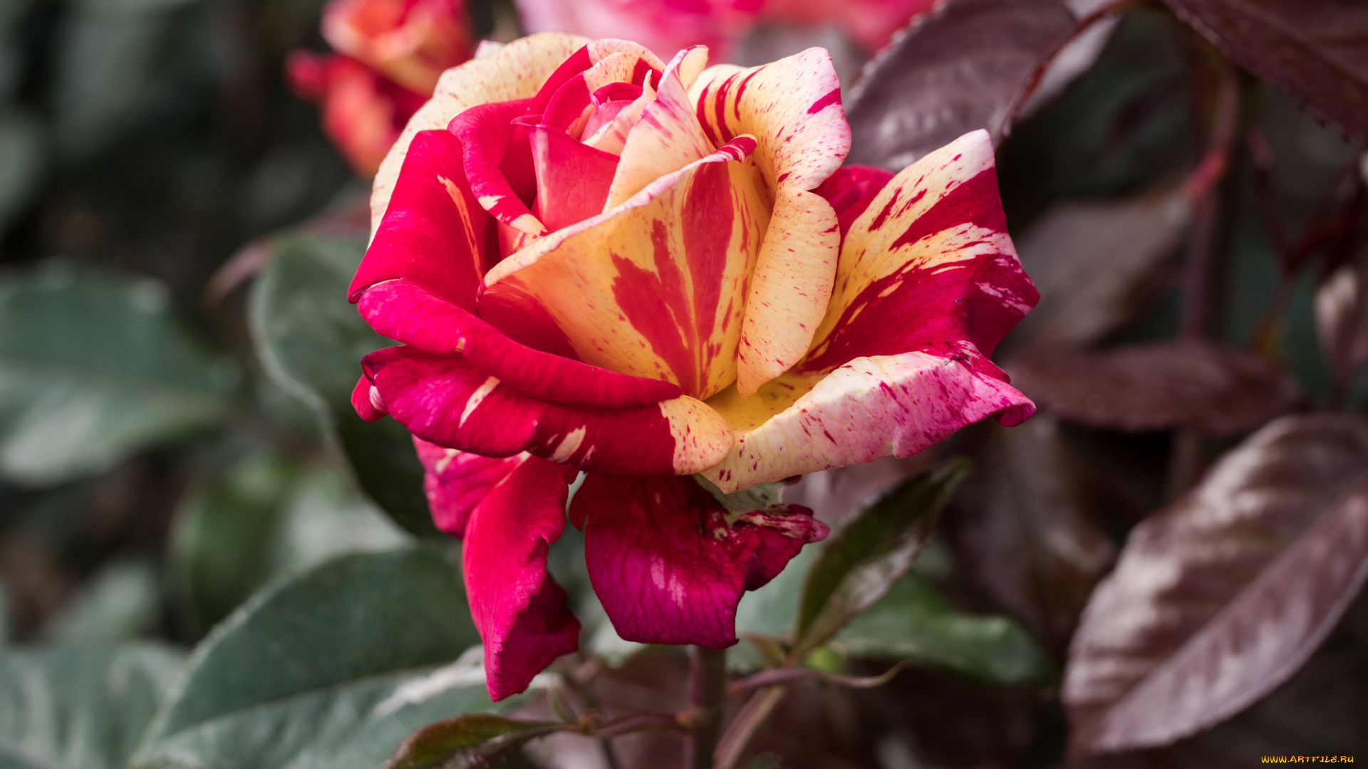 цветы, розы, цветение, лепестки, розовая, бутон, роза