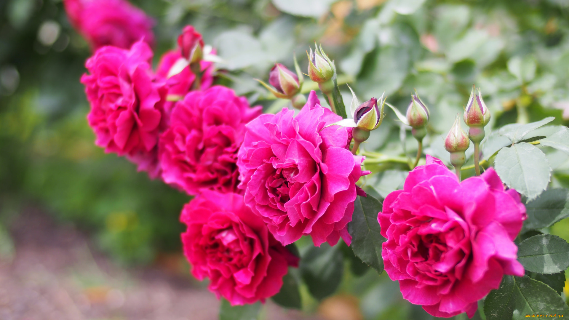 цветы, розы, цветение, petals, bud, rose, листья, лепестки, бутон, blossoms, leaves, роза