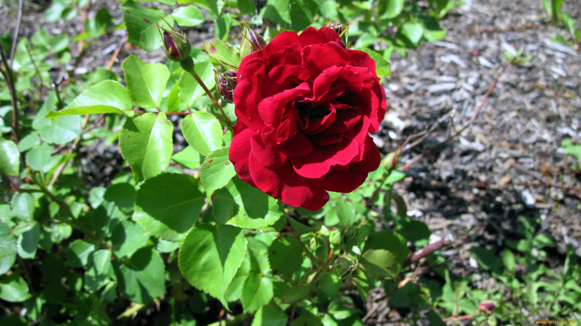 цветы, розы, красный