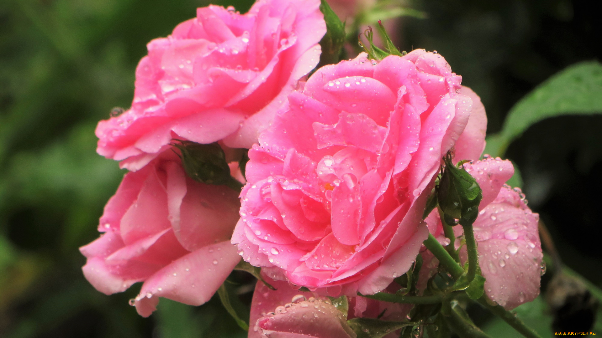 цветы, розы, лепестки, цветение, розовая, бутон, роза