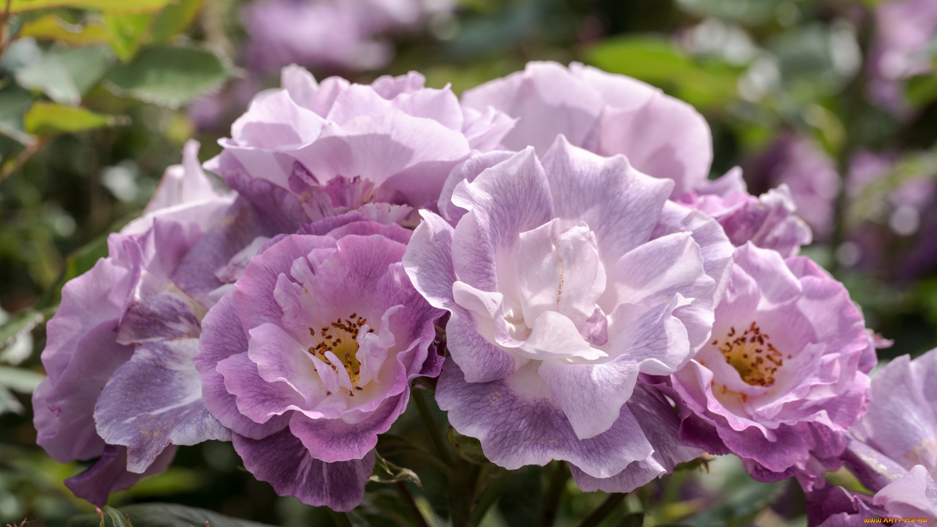 цветы, розы, листья, blossoms, leaves, petals, bud, rose, цветение, лепестки, бутон, роза