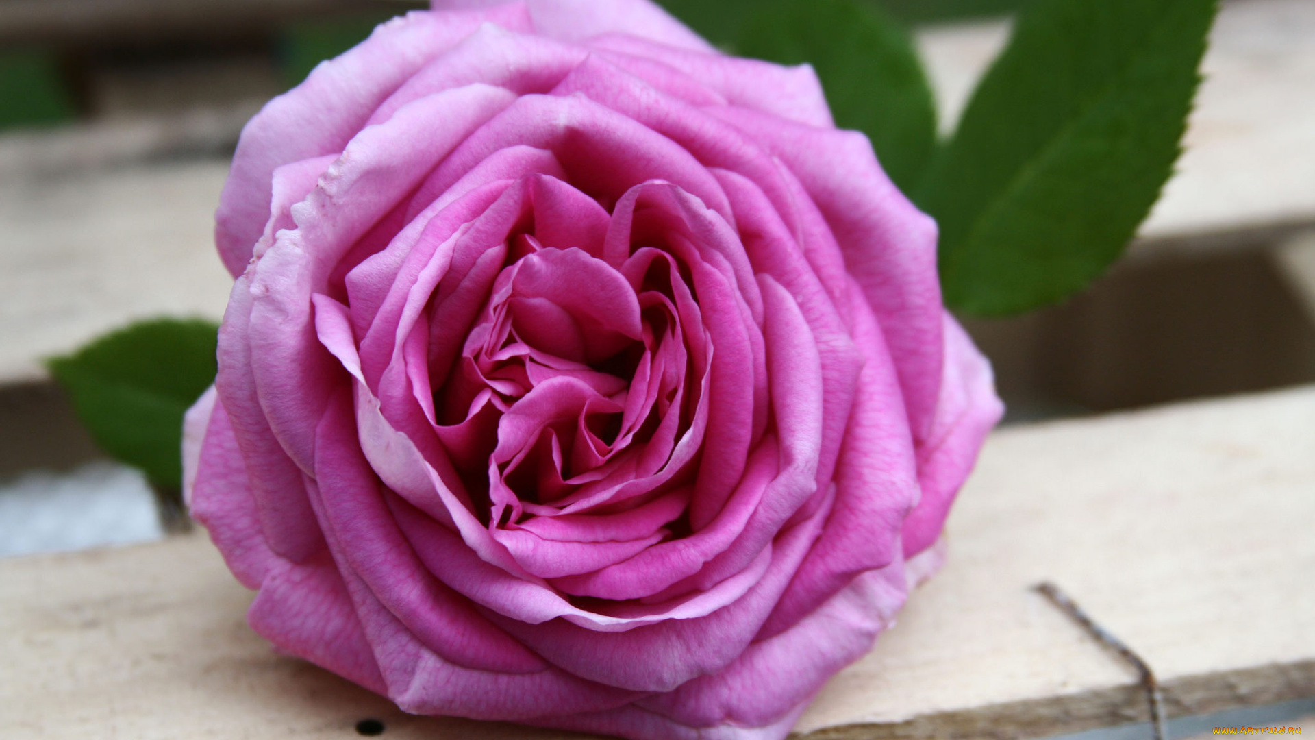 цветы, розы, petals, цветение, бутон, листья, rose, leaves, лепестки, bud, blossoms, роза