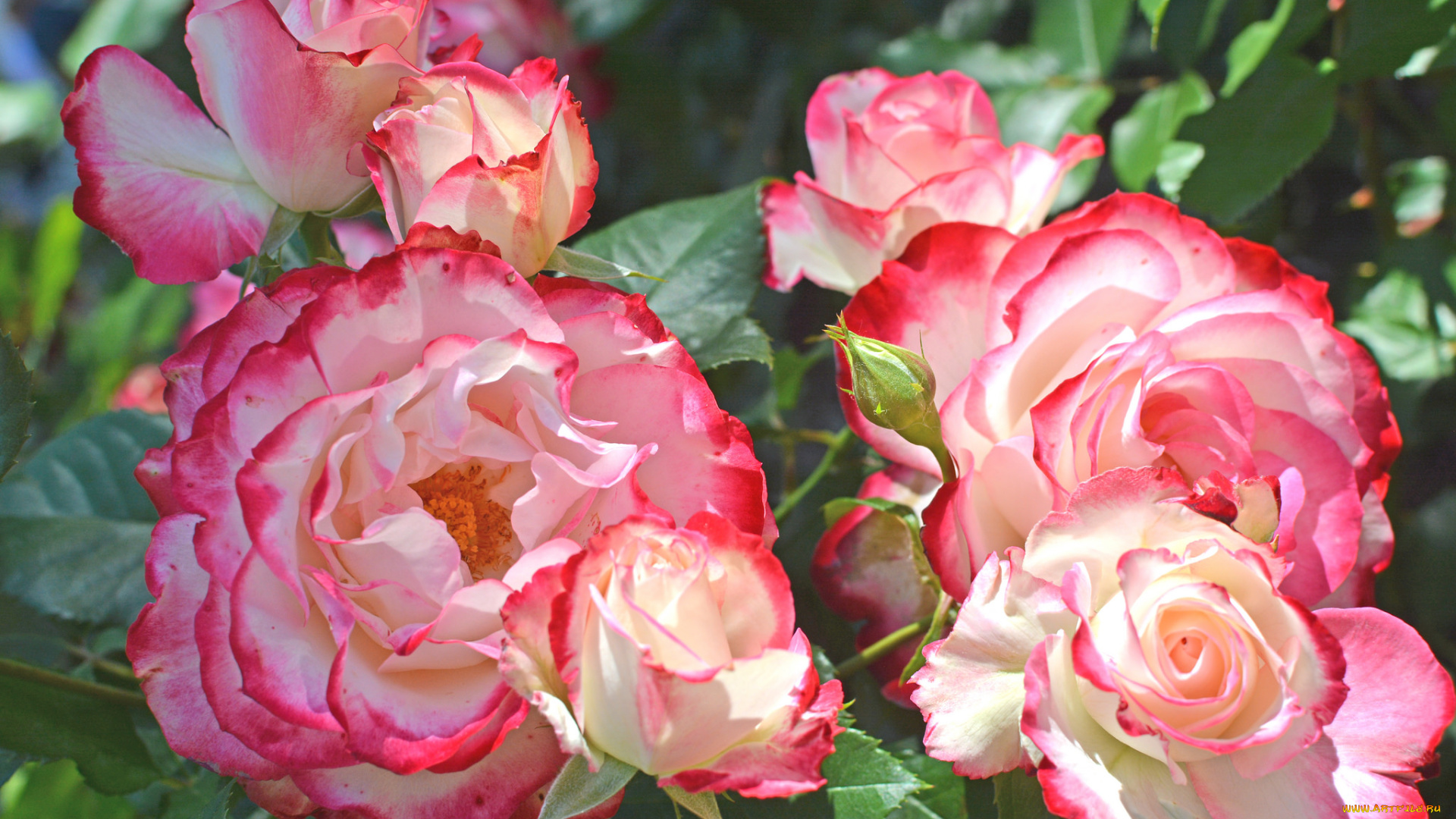 цветы, розы, роза, бутон, лепестки, листья, цветение, rose, bud, petals, leaves, blossoms