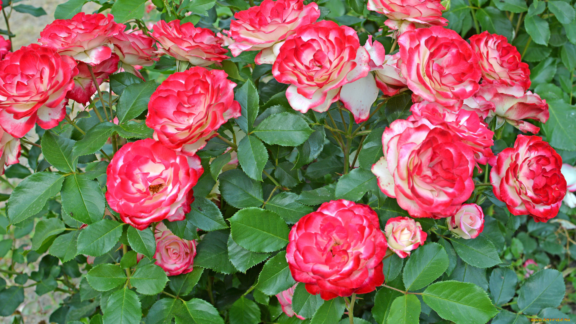 цветы, розы, роза, бутон, лепестки, листья, цветение, rose, bud, petals, leaves, blossoms