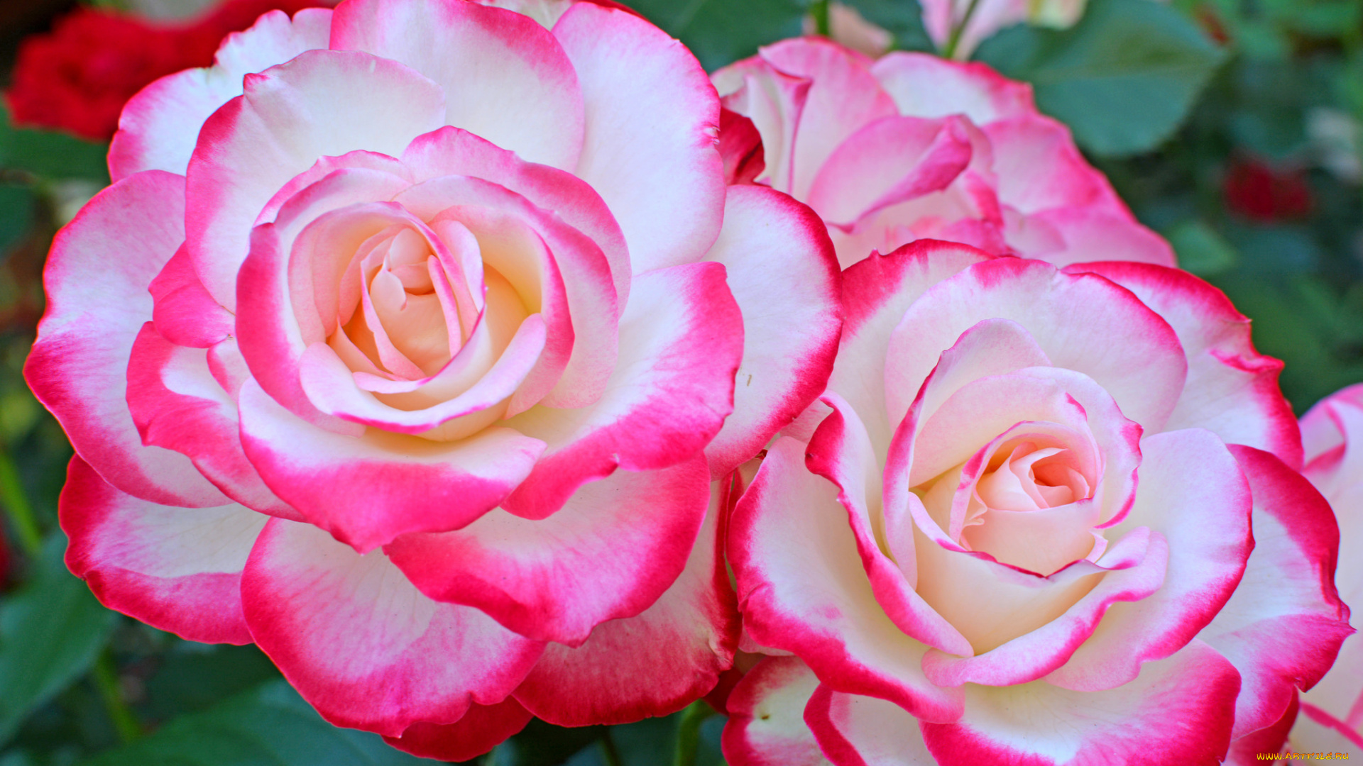 цветы, розы, роза, бутон, лепестки, листья, цветение, rose, bud, petals, leaves, blossoms