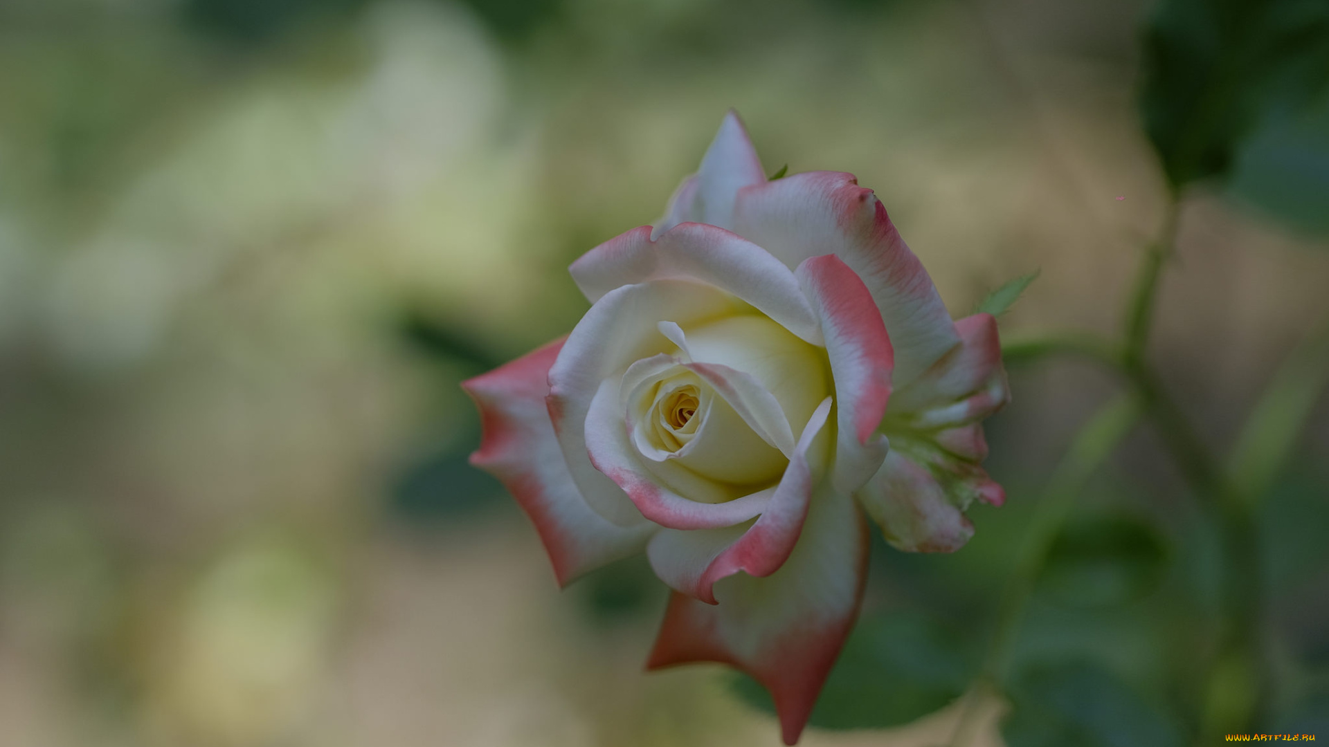 цветы, розы, роза, розовая, листья, лепестки, цветение