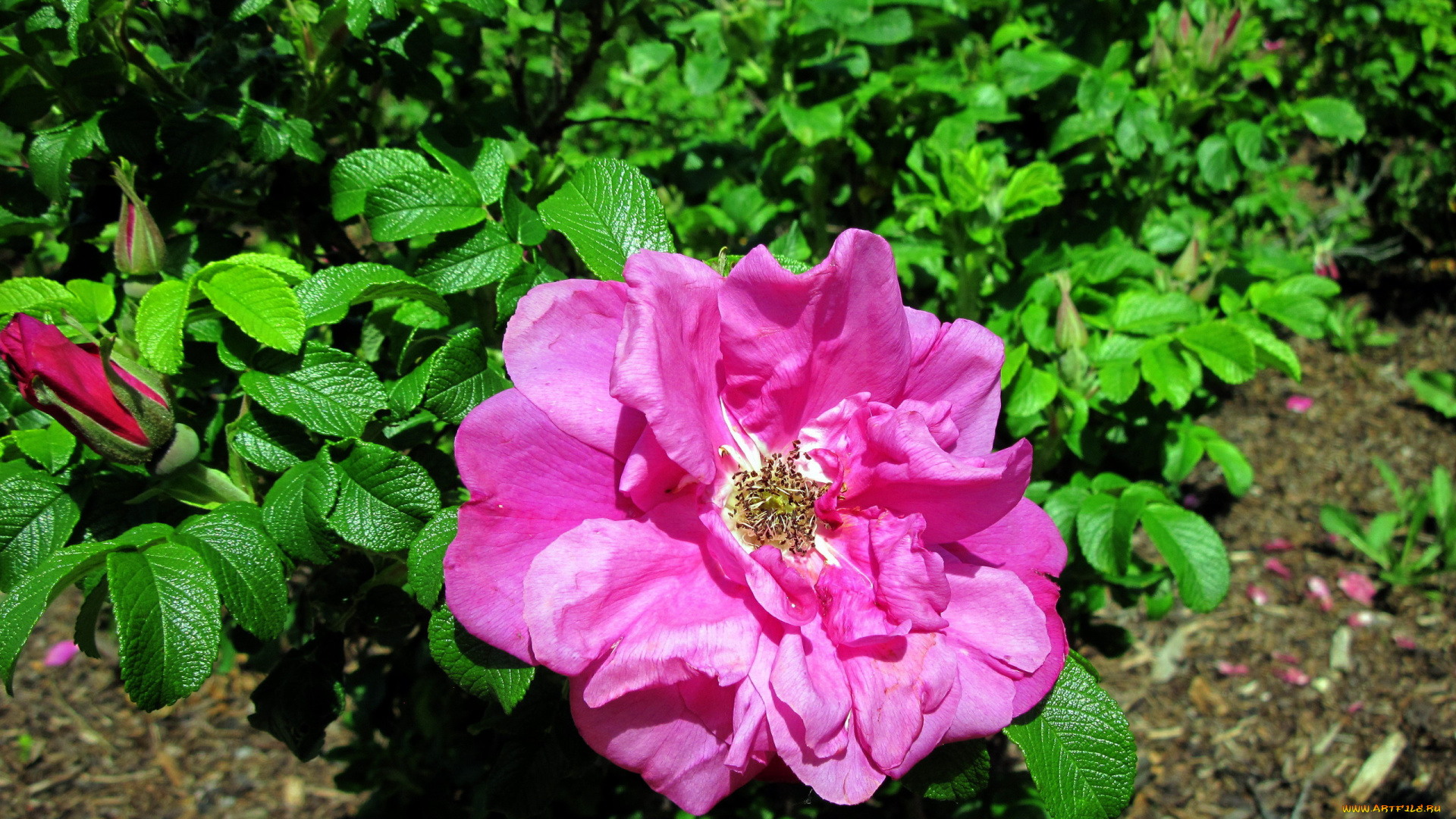 цветы, шиповник, розовый