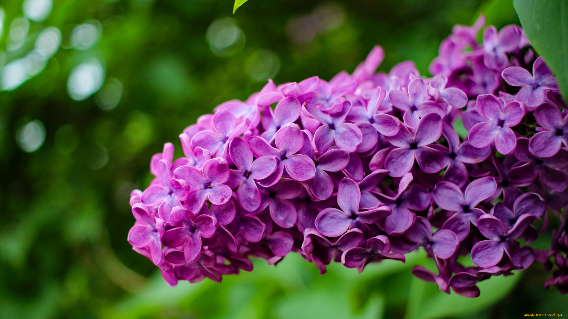 цветы, сирень, цветение, лепестки, цветки